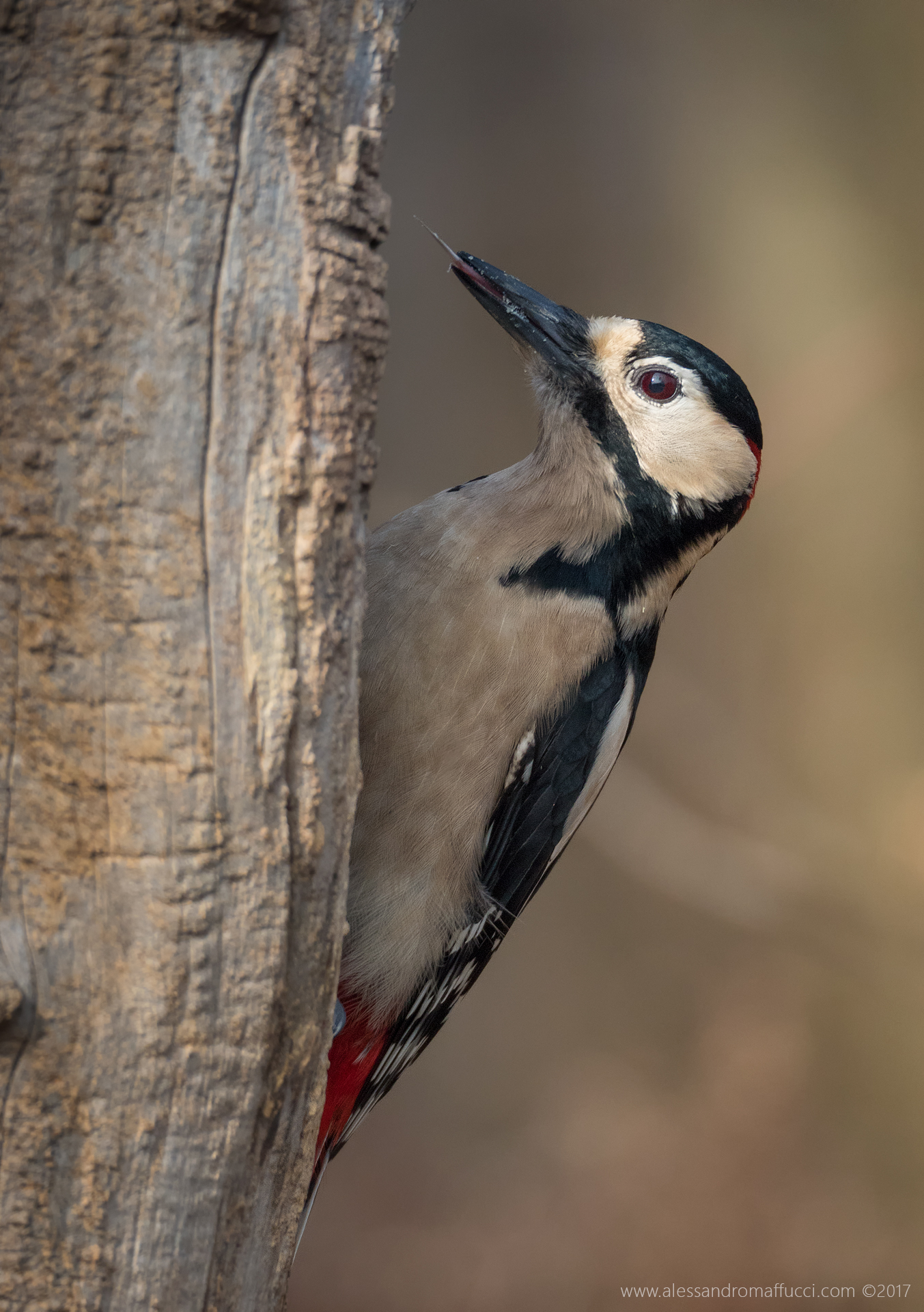 woodpecker tongue!