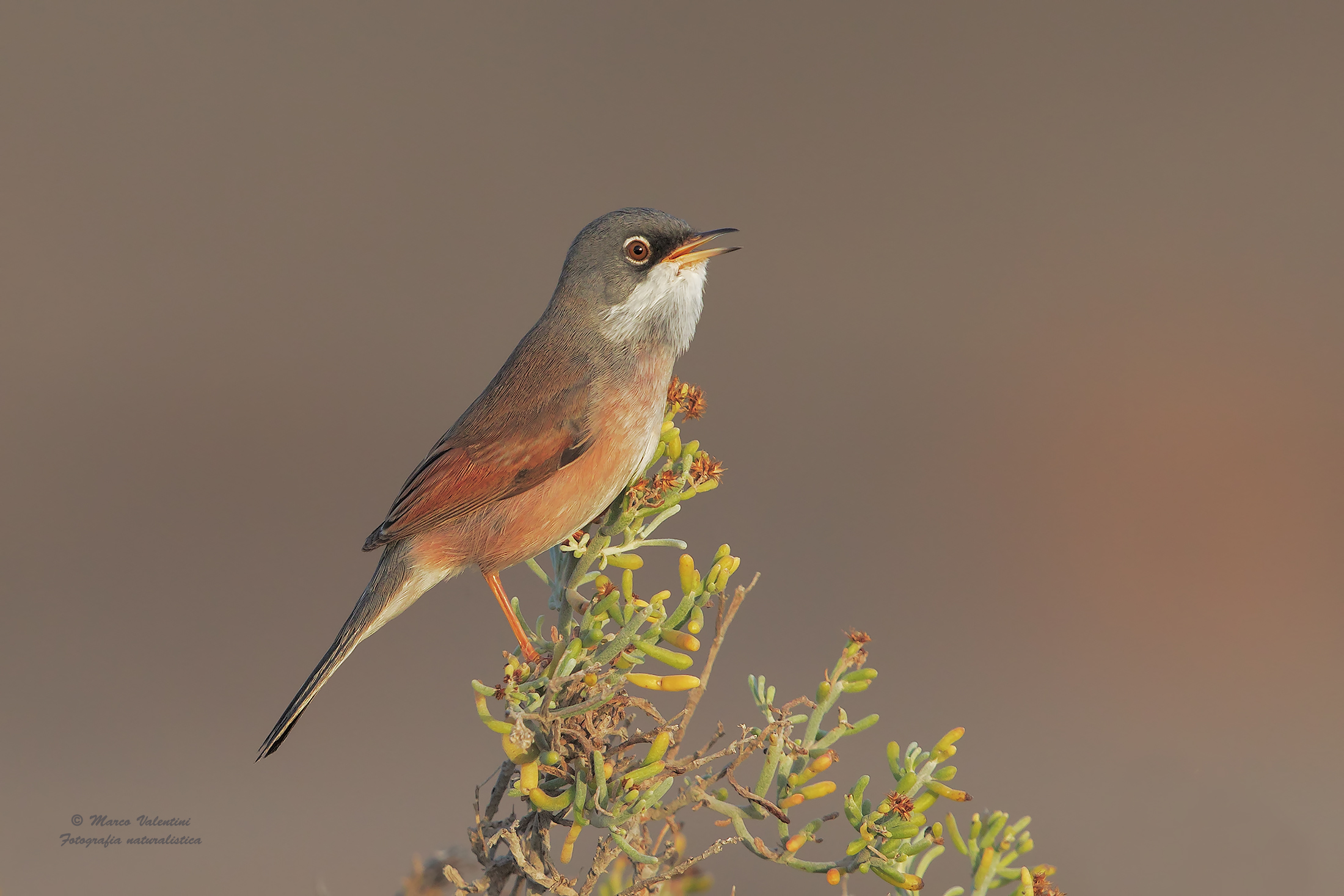 Sardinian Warbler