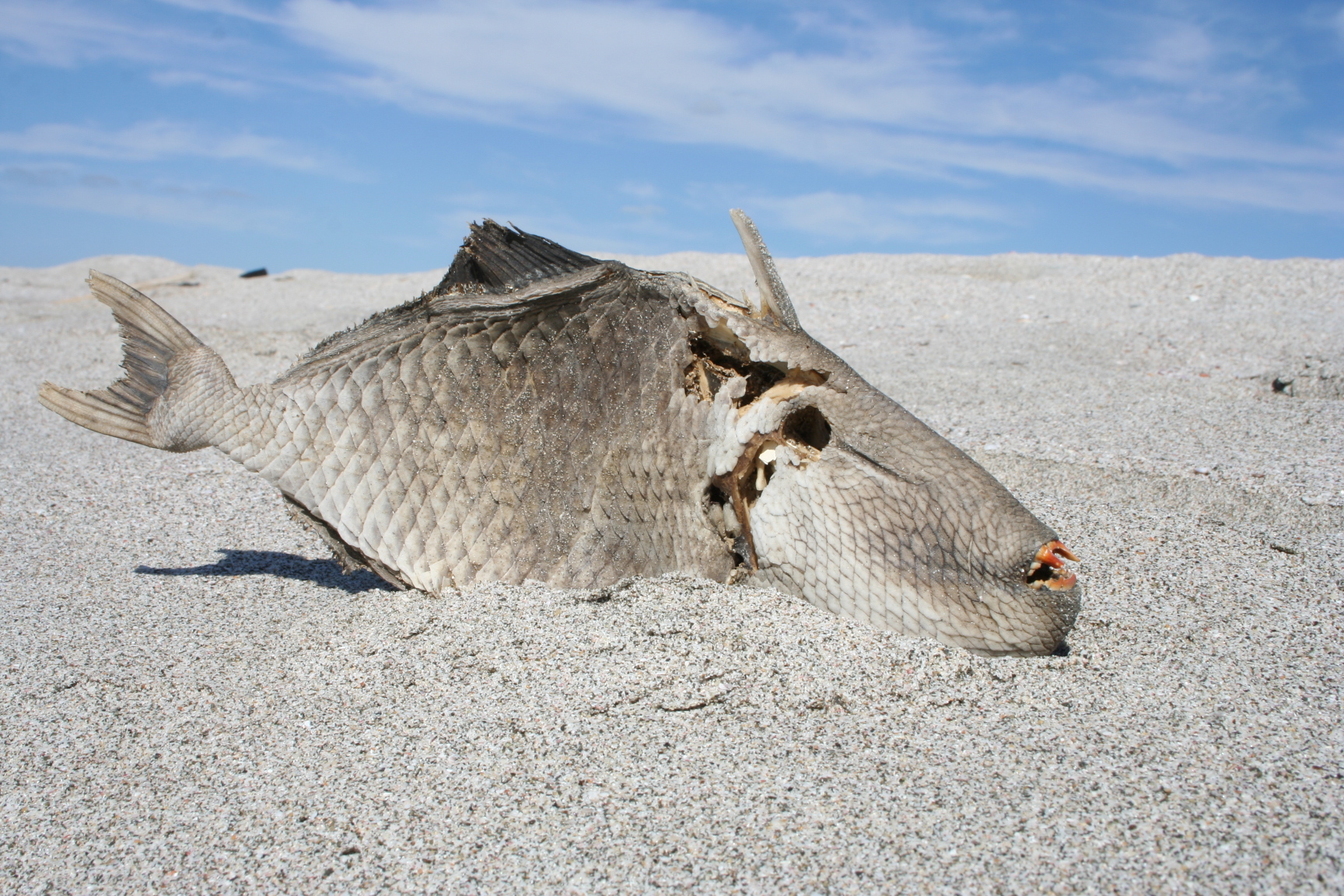 Parrotfish decomposed