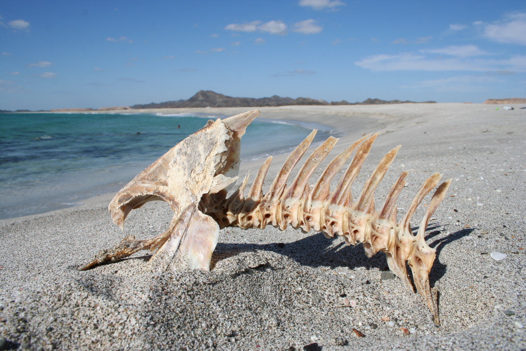 Pesce Pappagallo decomposto