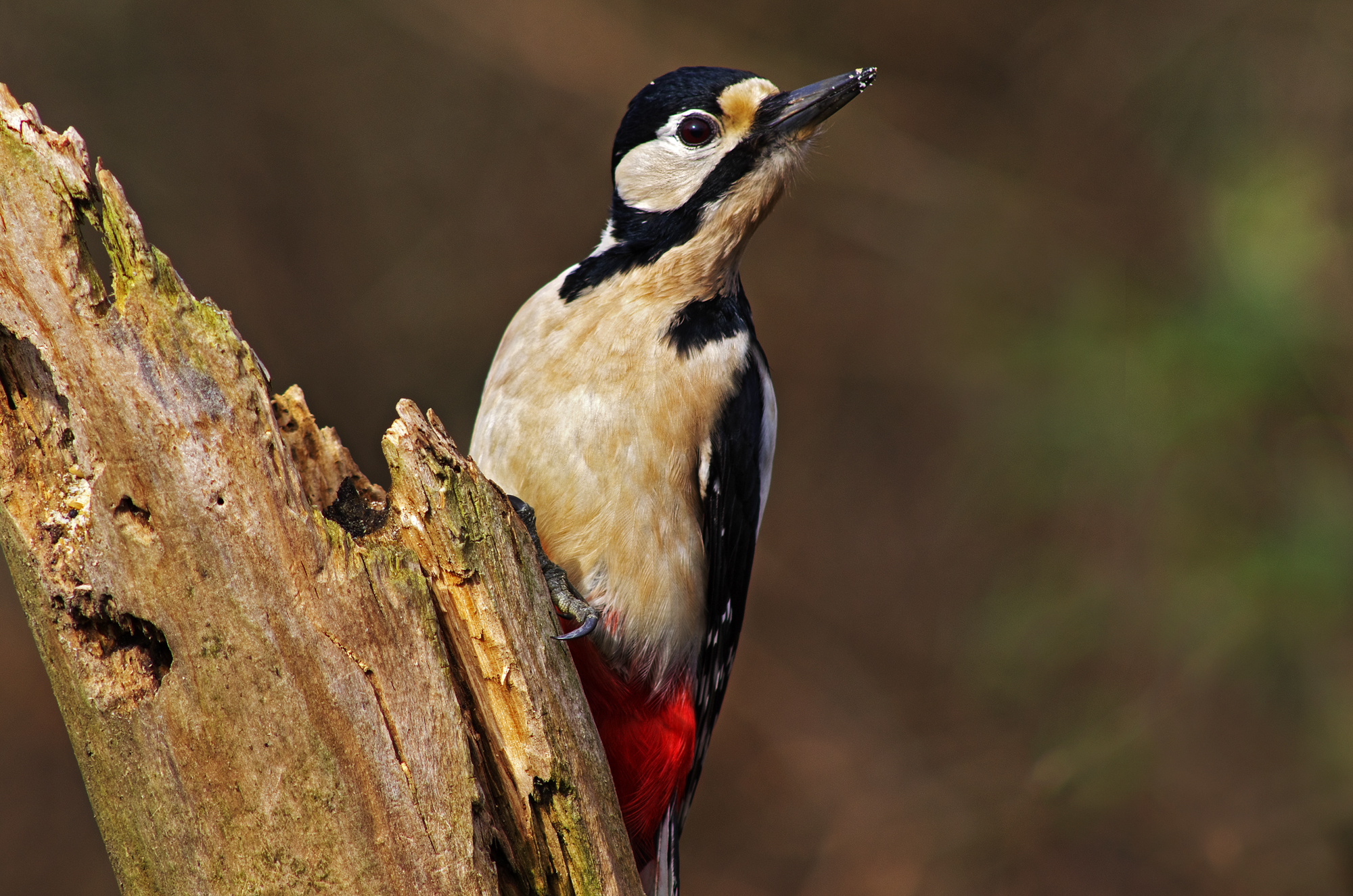 Picchio rosso maggiore