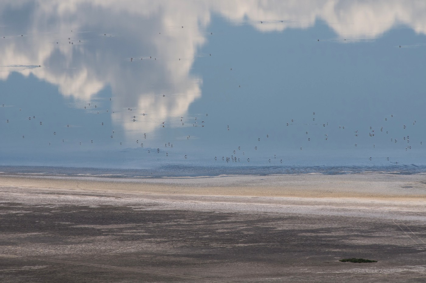 Flamingos in the clouds
