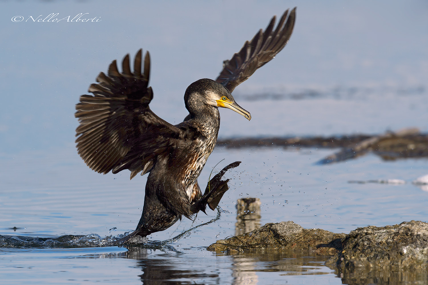 cormorant coming