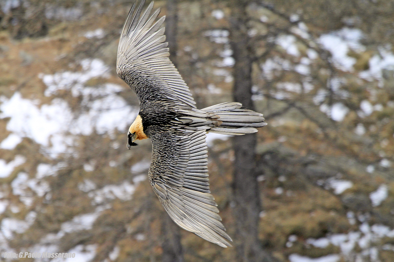 adult bearded vulture