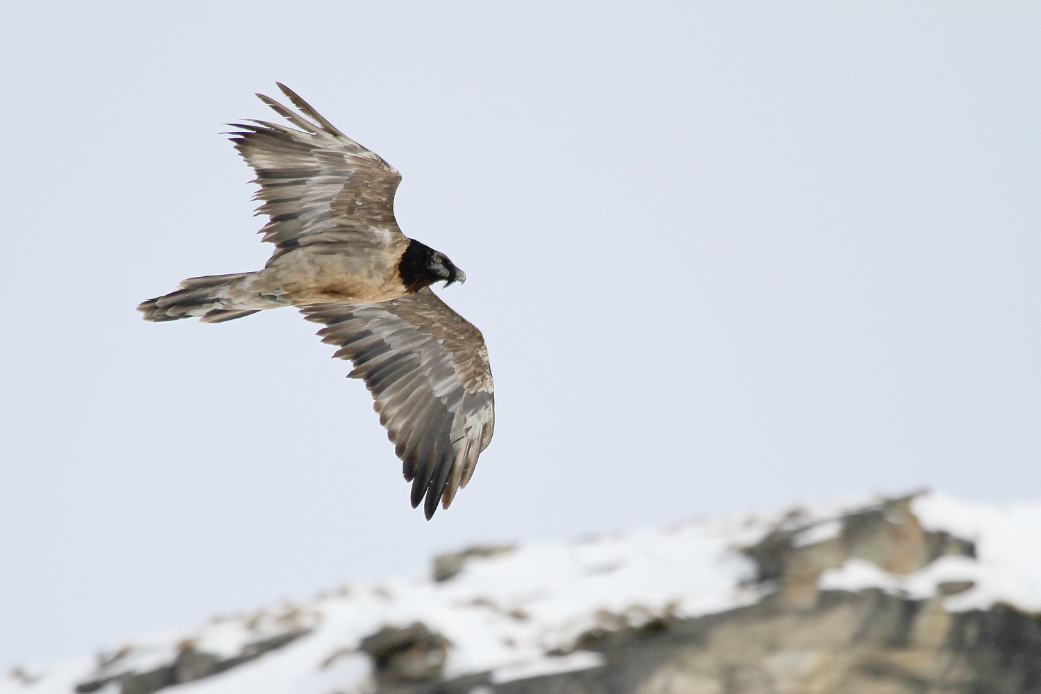 young bearded vulture