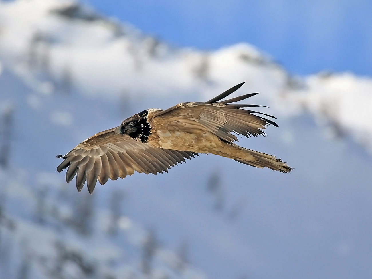 young bearded vulture