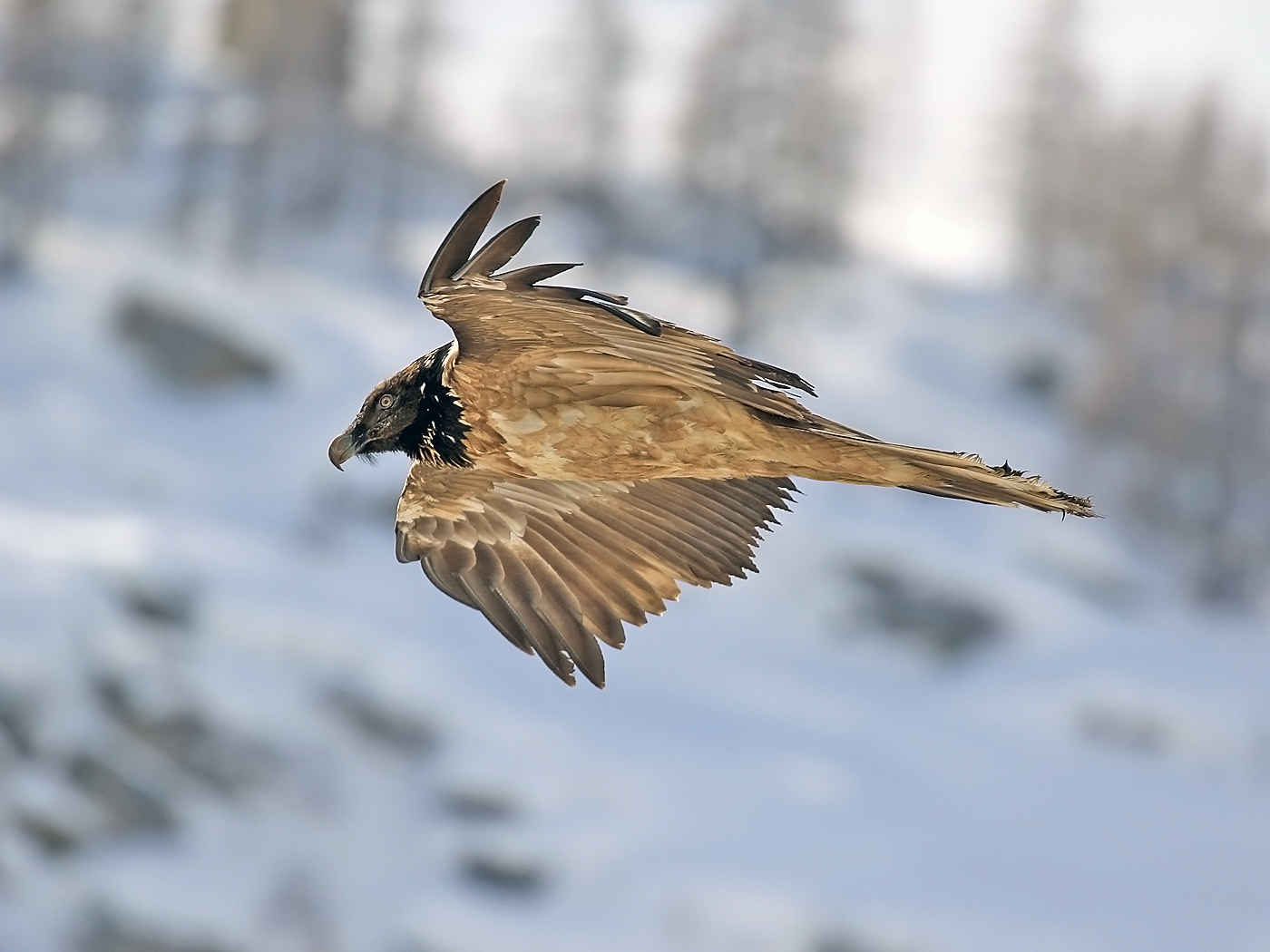young bearded vulture