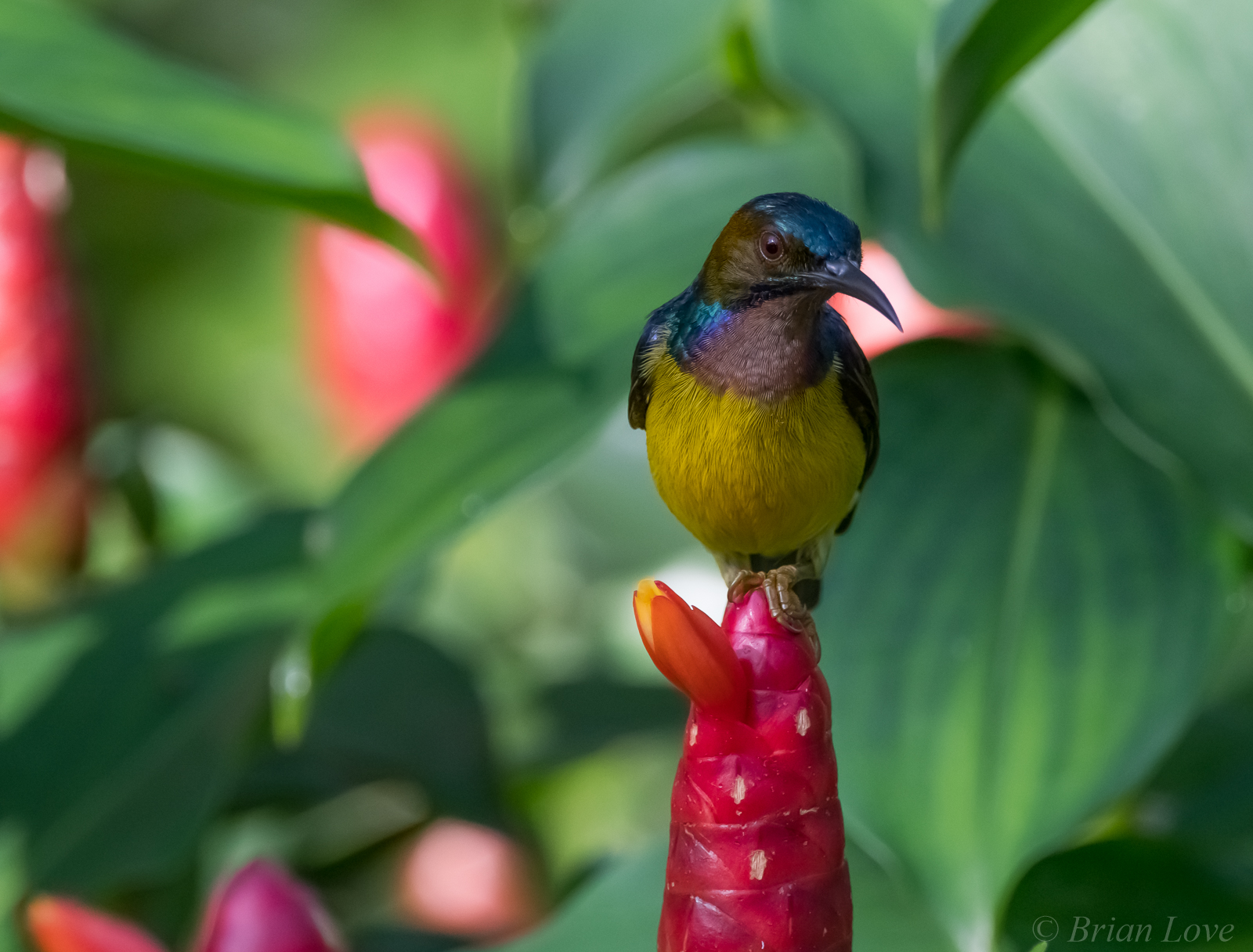 Posing for the Camera