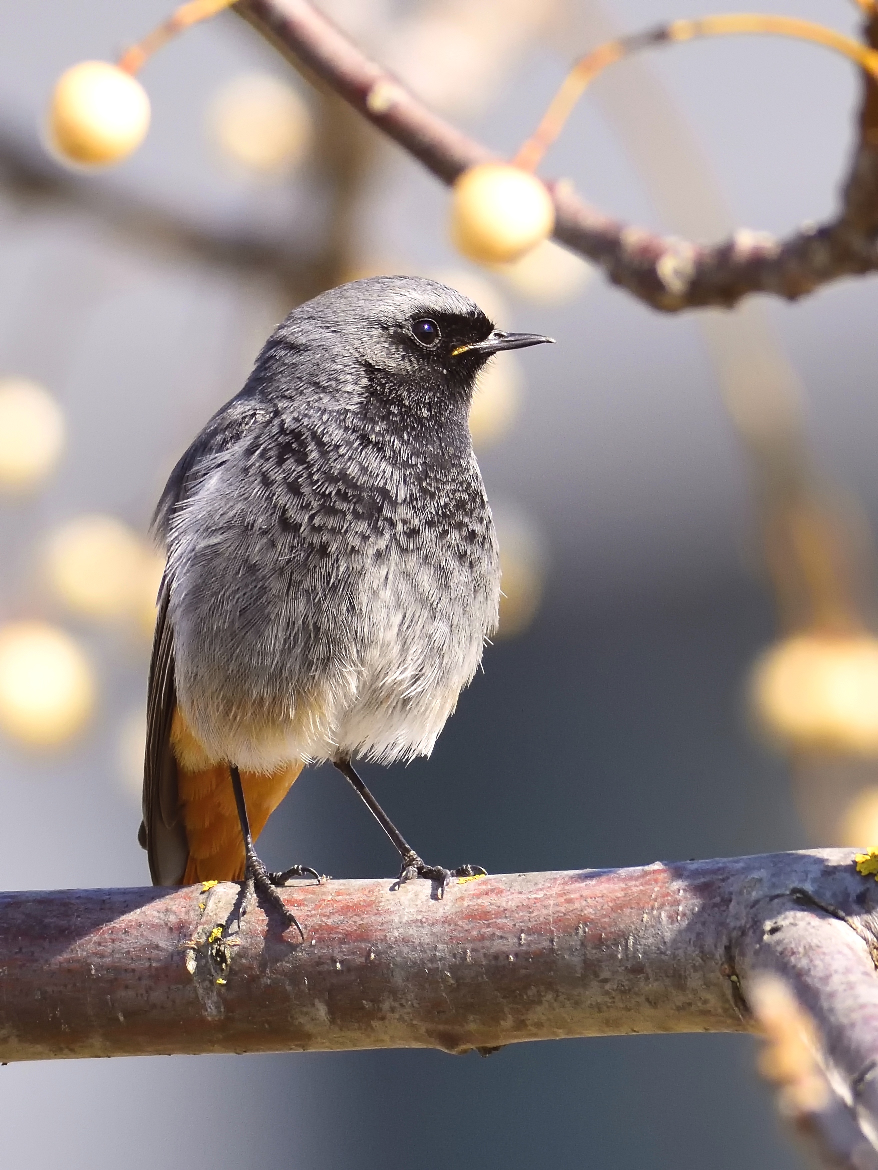 Chimney sweep Redstart