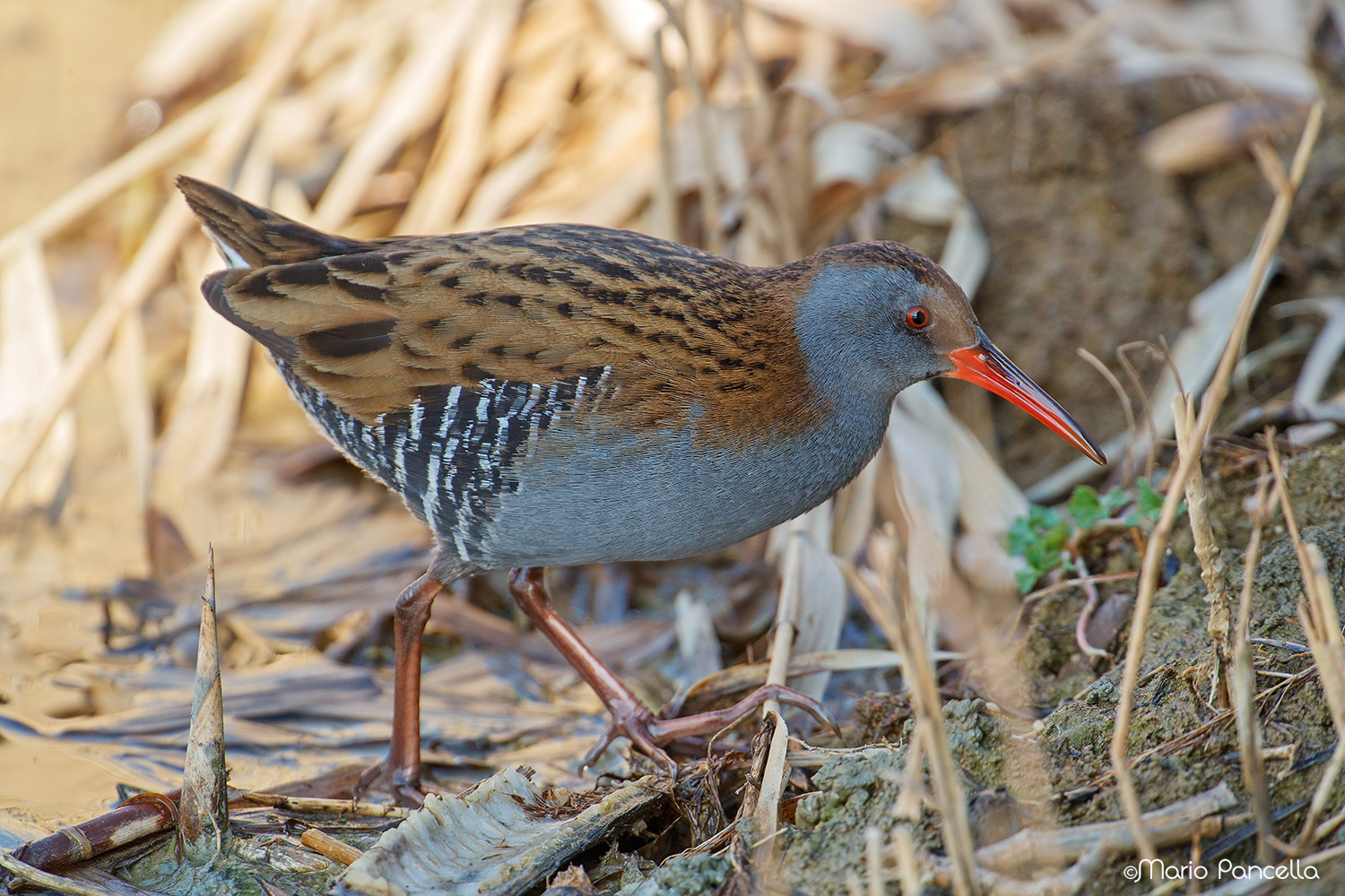 Water Rail
