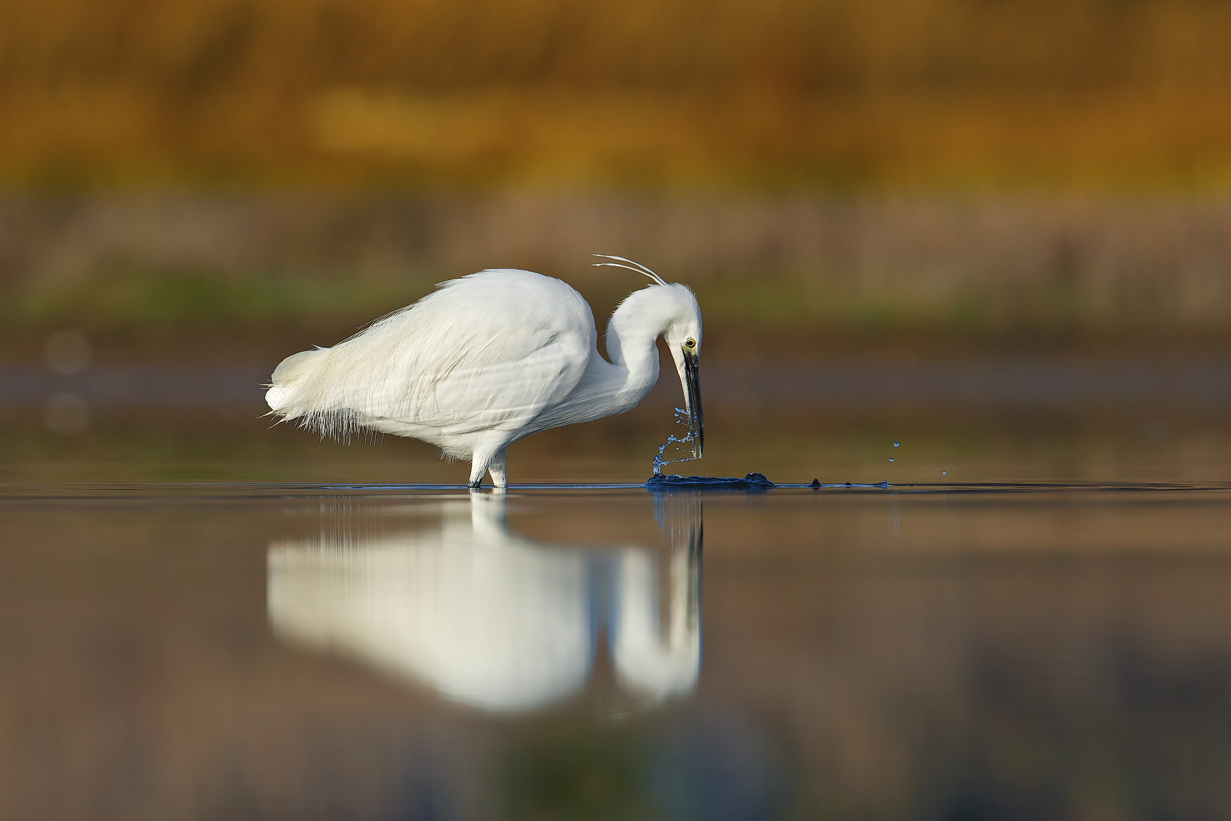 egret