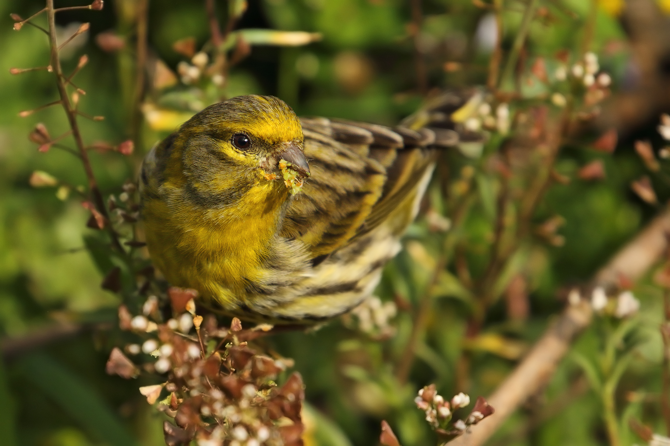 Serin in the flowered forest .......