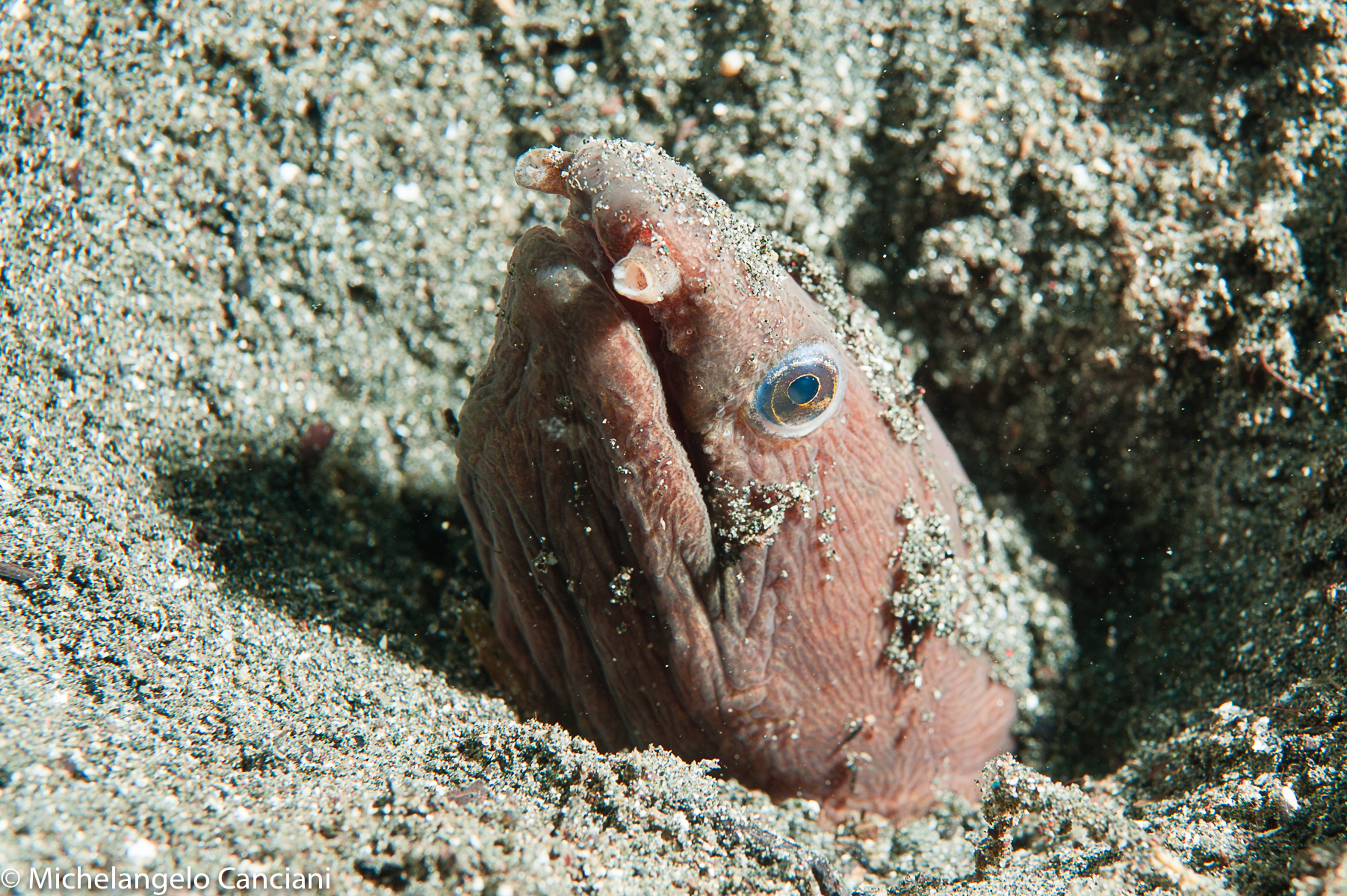 ophichthus melanochir