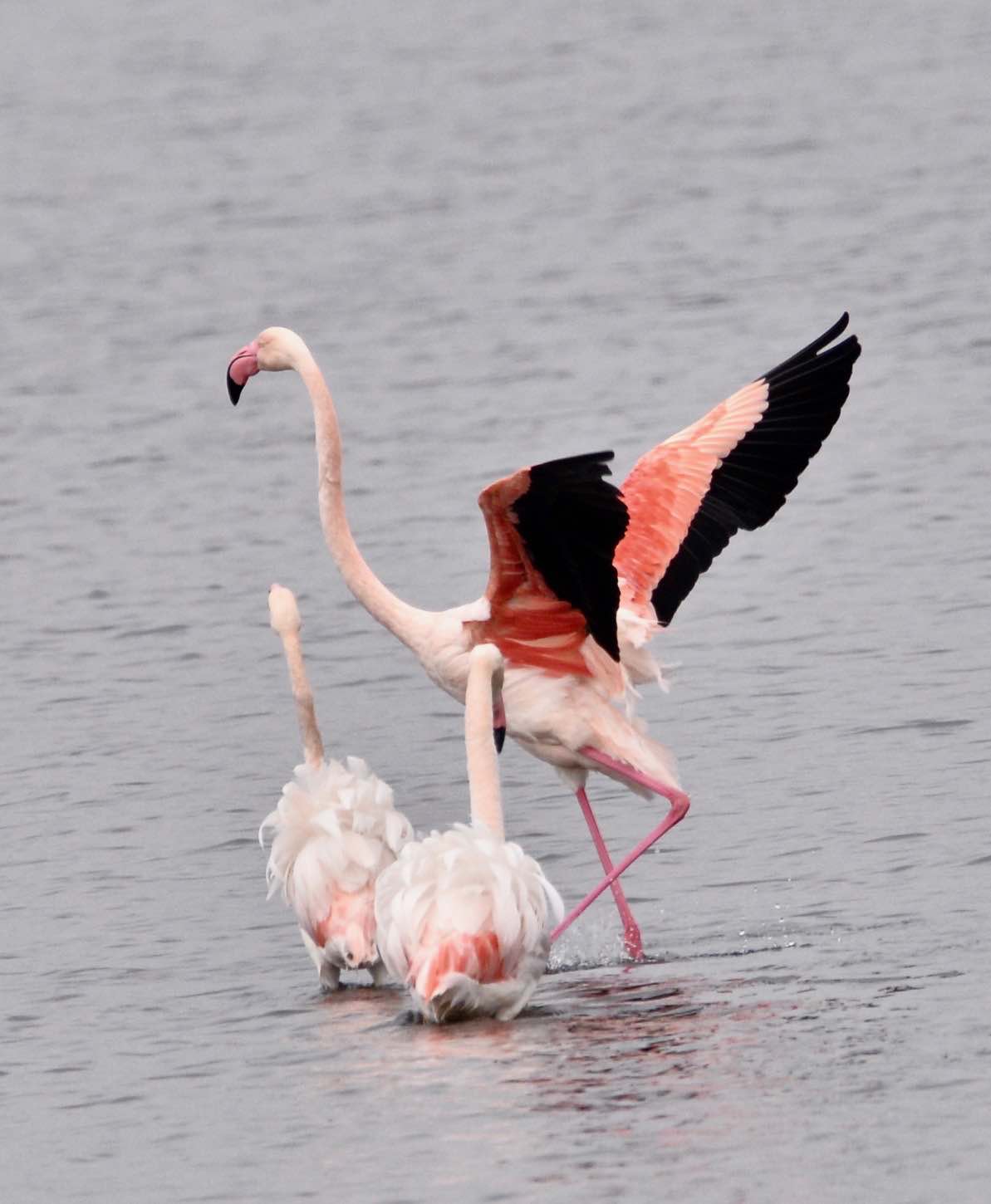 flamingos