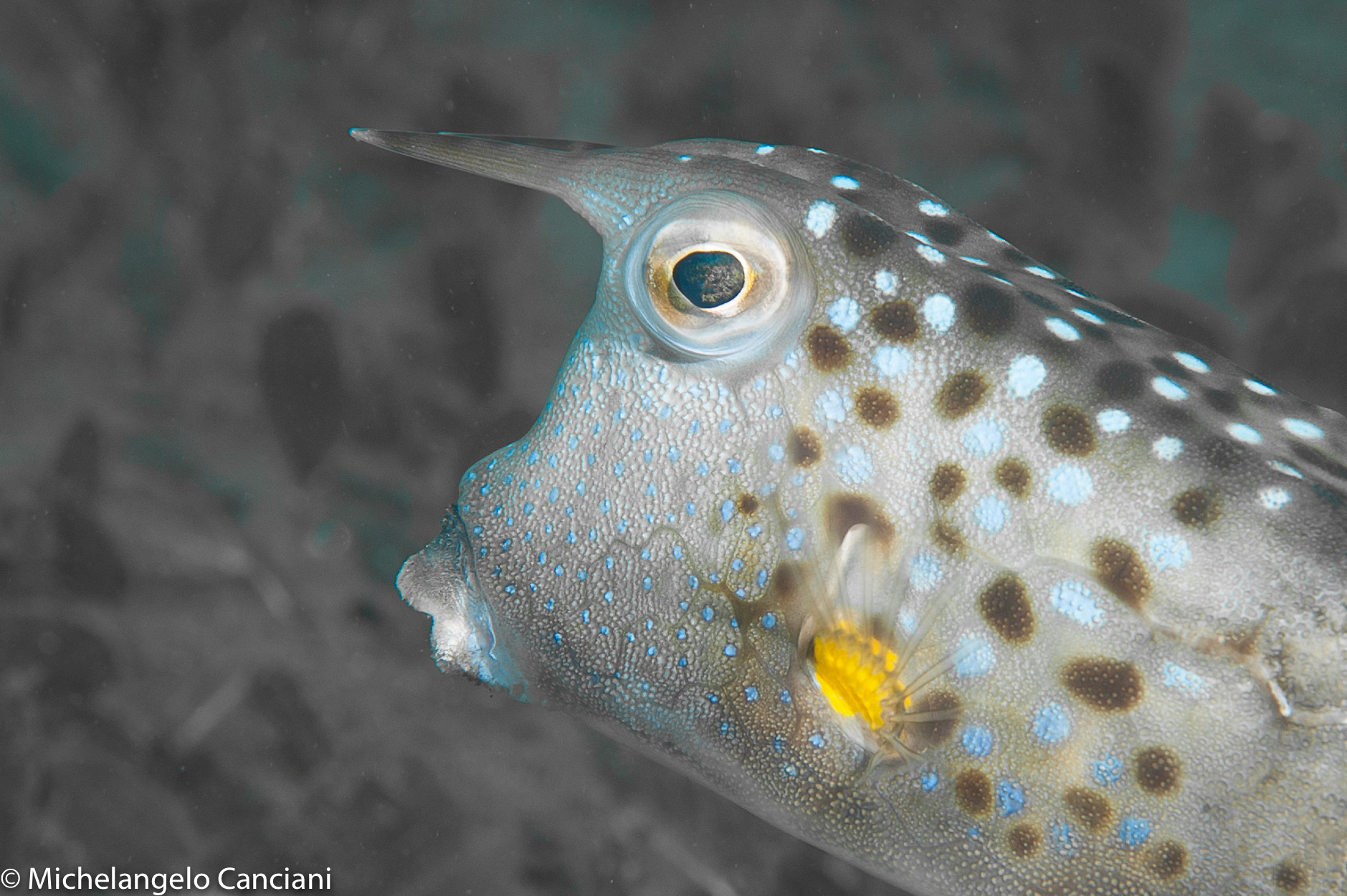 longhorn cowfish