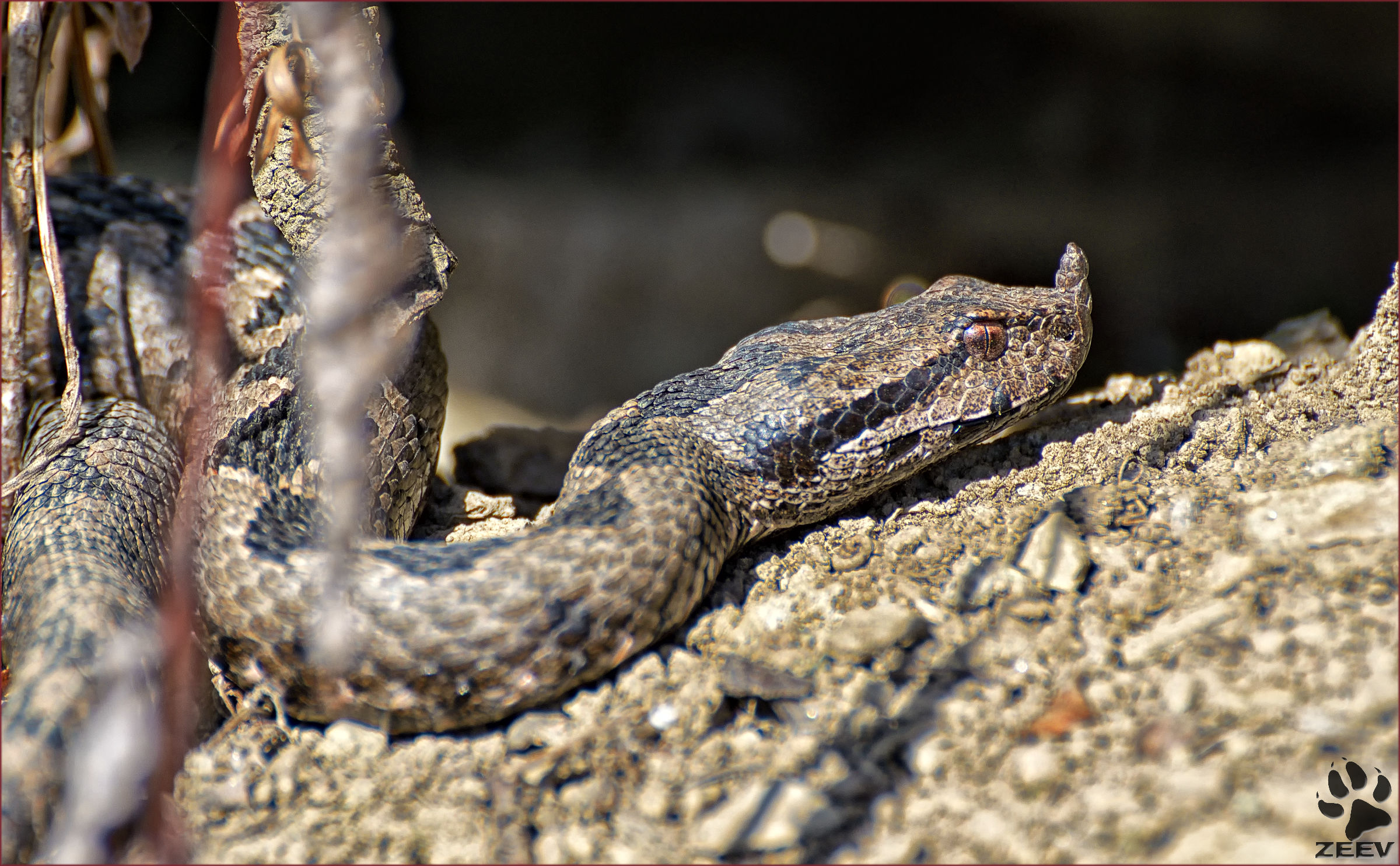 Vipera Ammodytes; prima di quest'anno