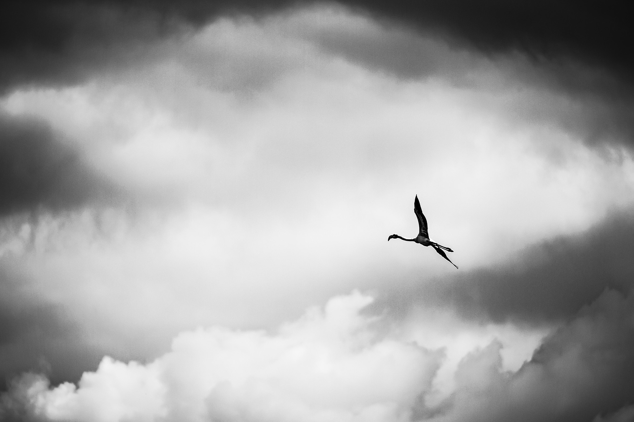 flamingo in flight