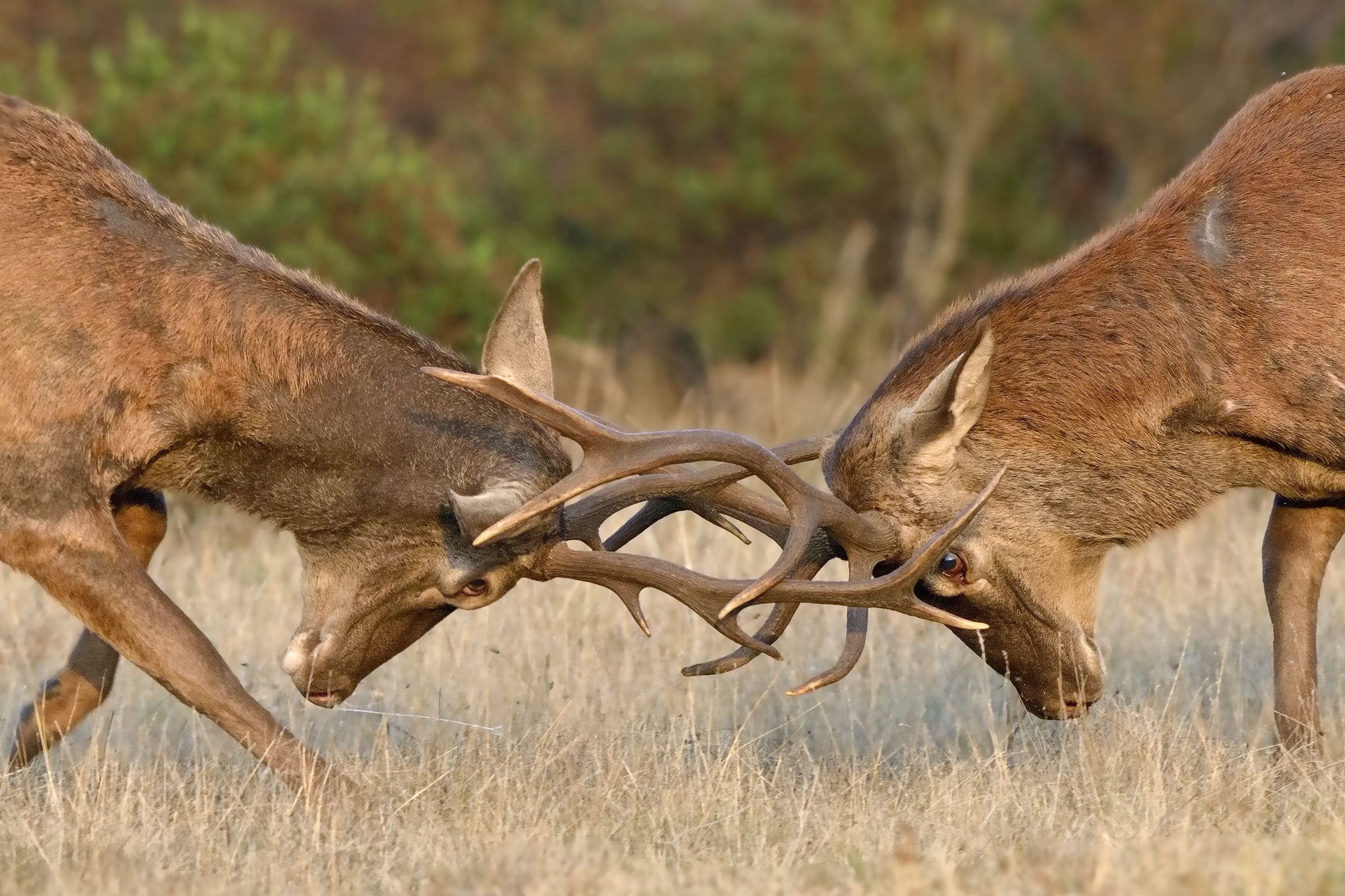 fighting between males of Sardinian deer (crop)