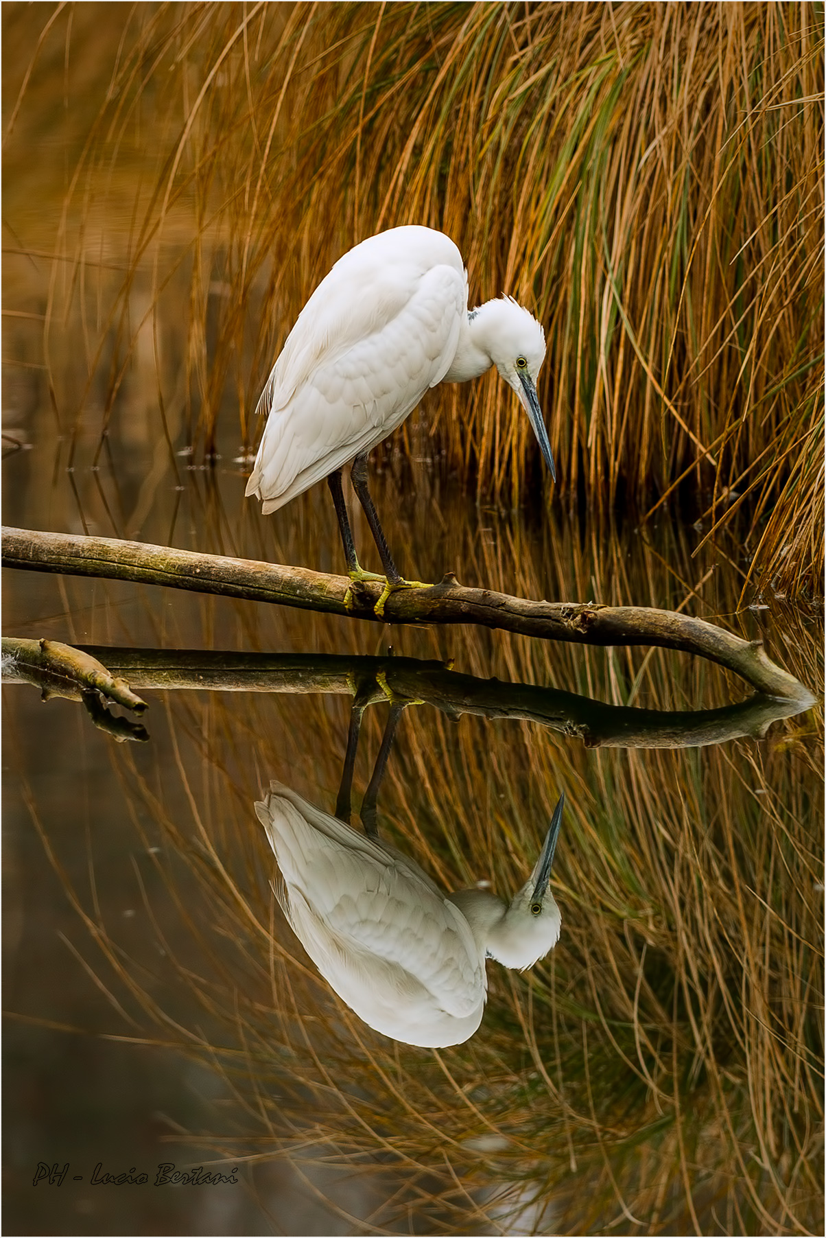 Egret (reflected)
