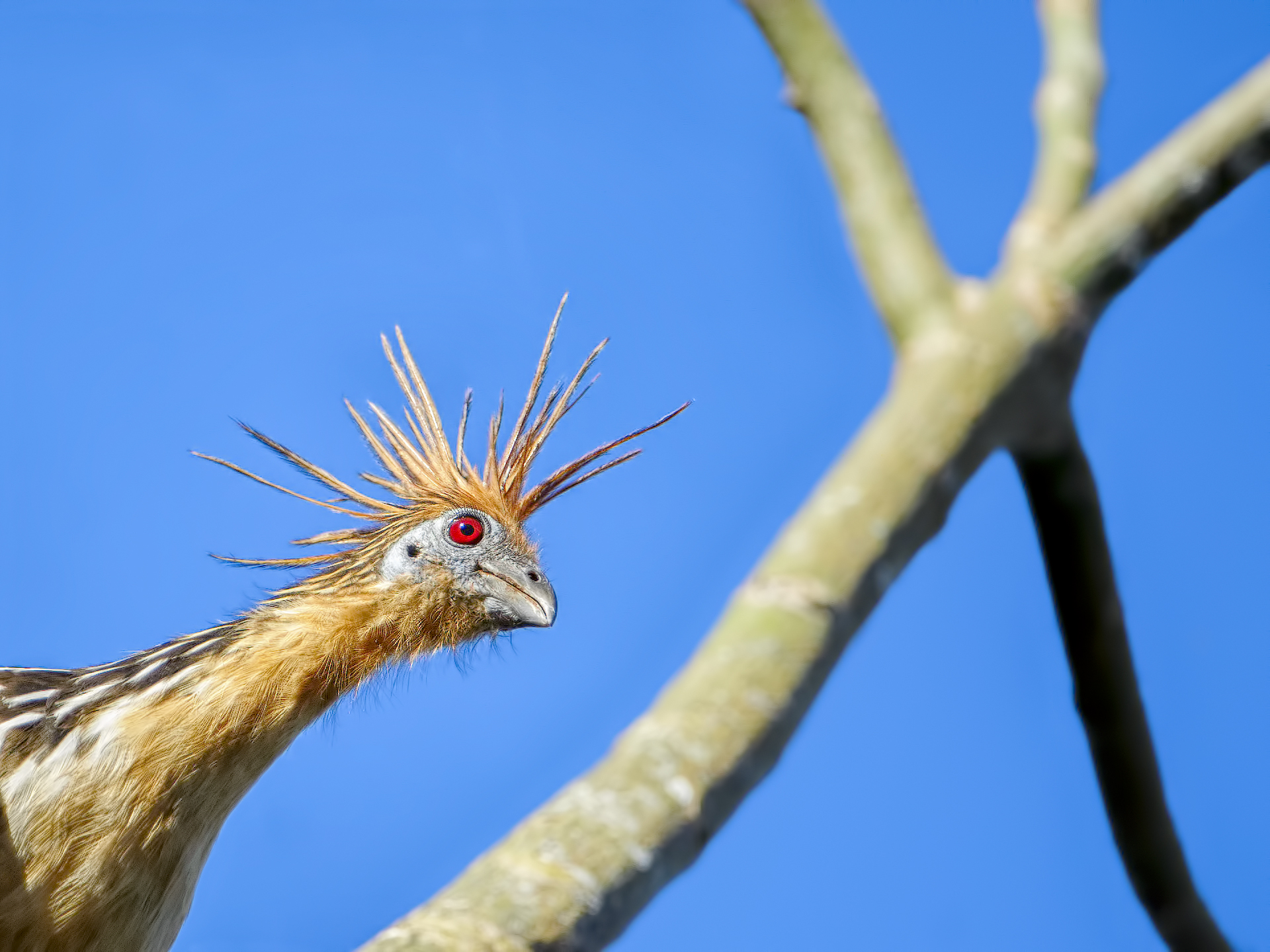 Hoatzin o Serere - Opisthocomus Hoazin