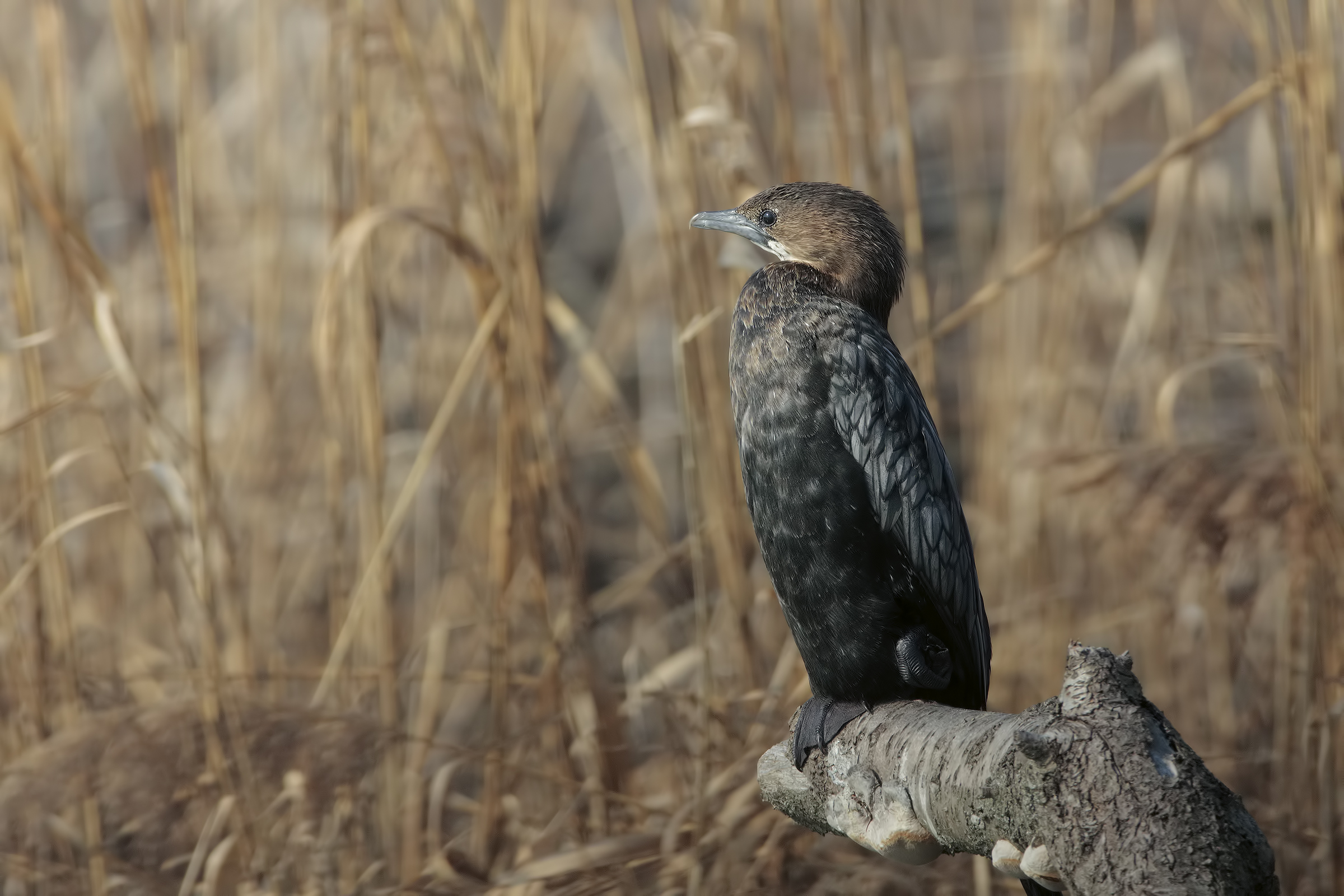 Marangone minore....