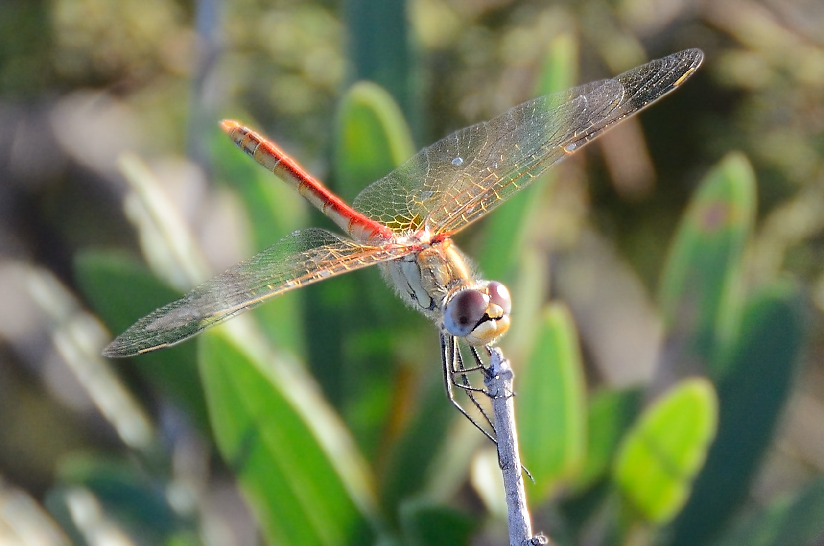 Dragonfly