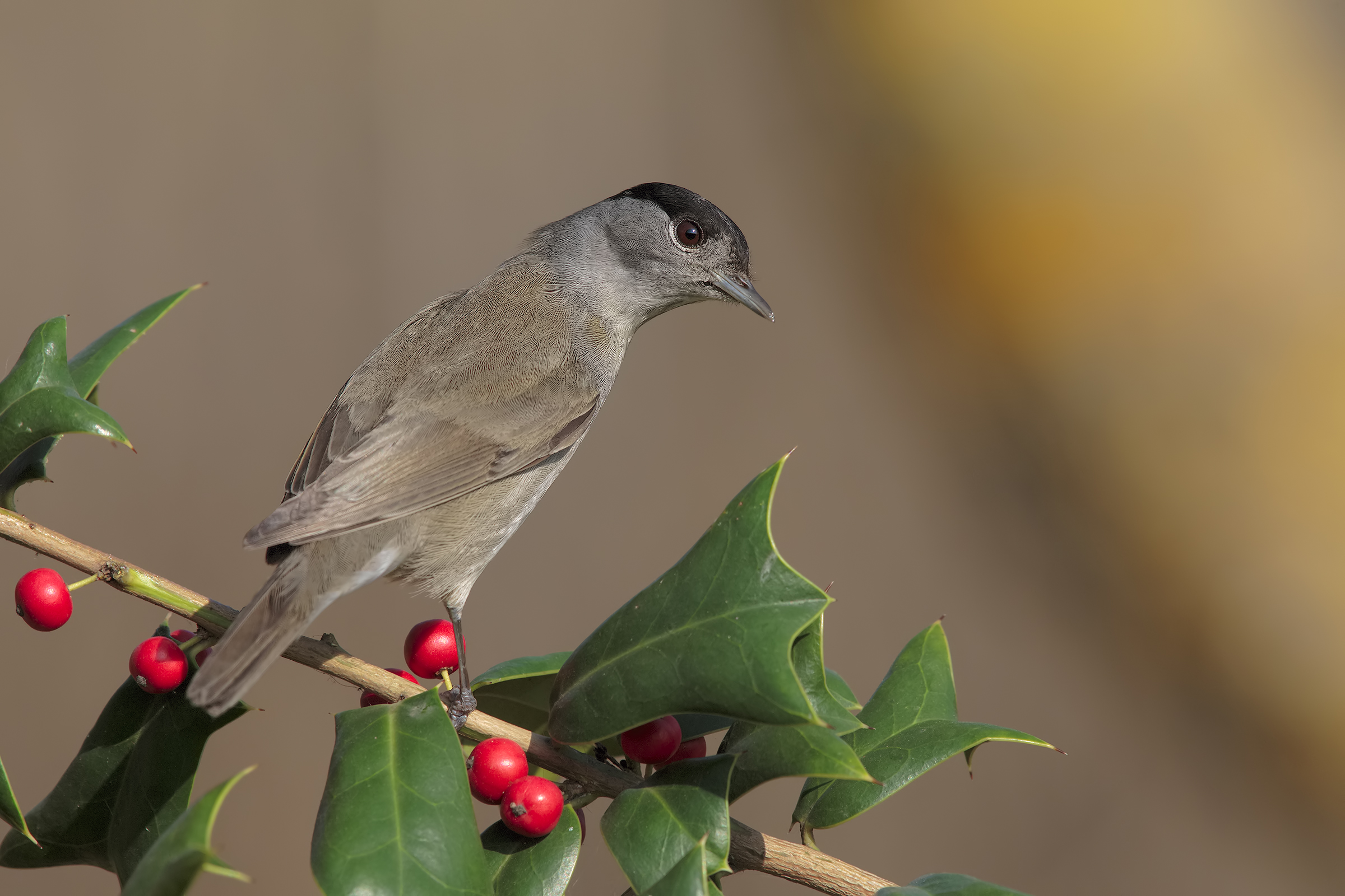 Blackcap (male)