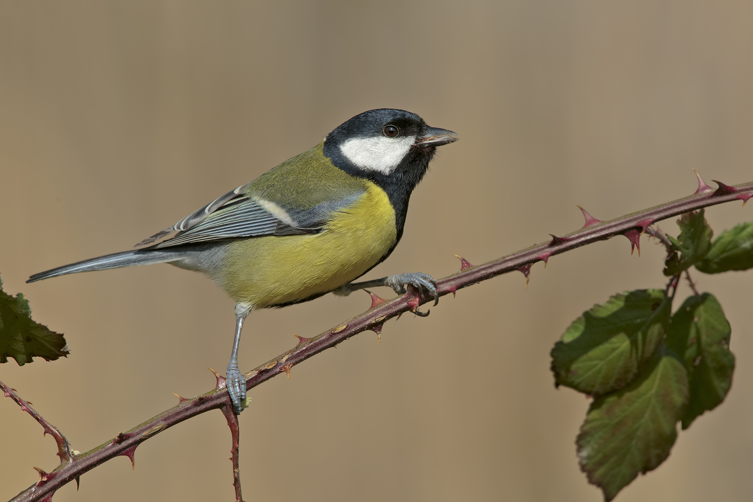 Great Tit