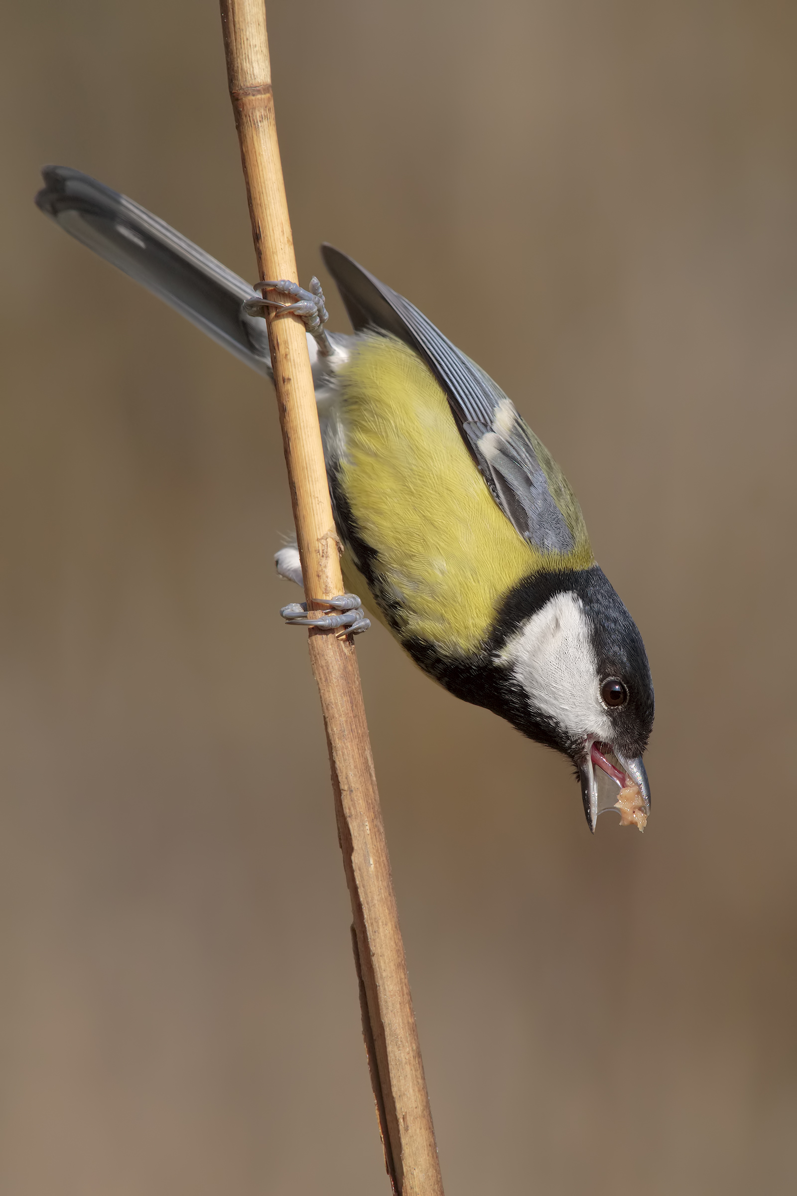 Great Tit
