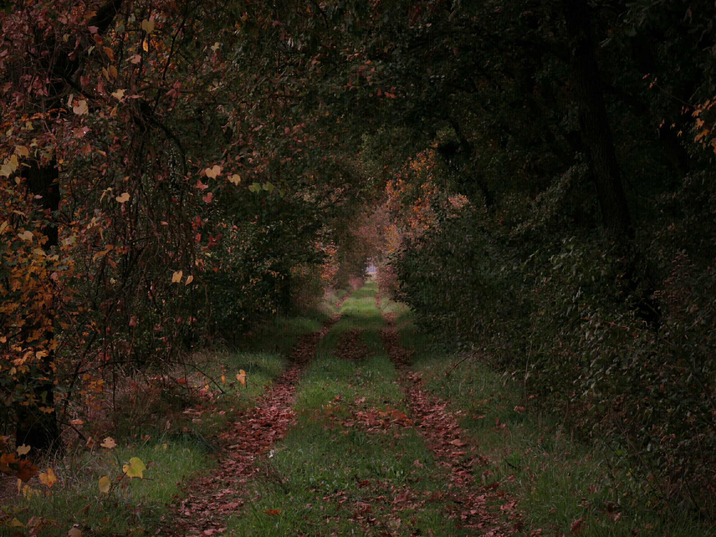 Paths in Val di Chiana
