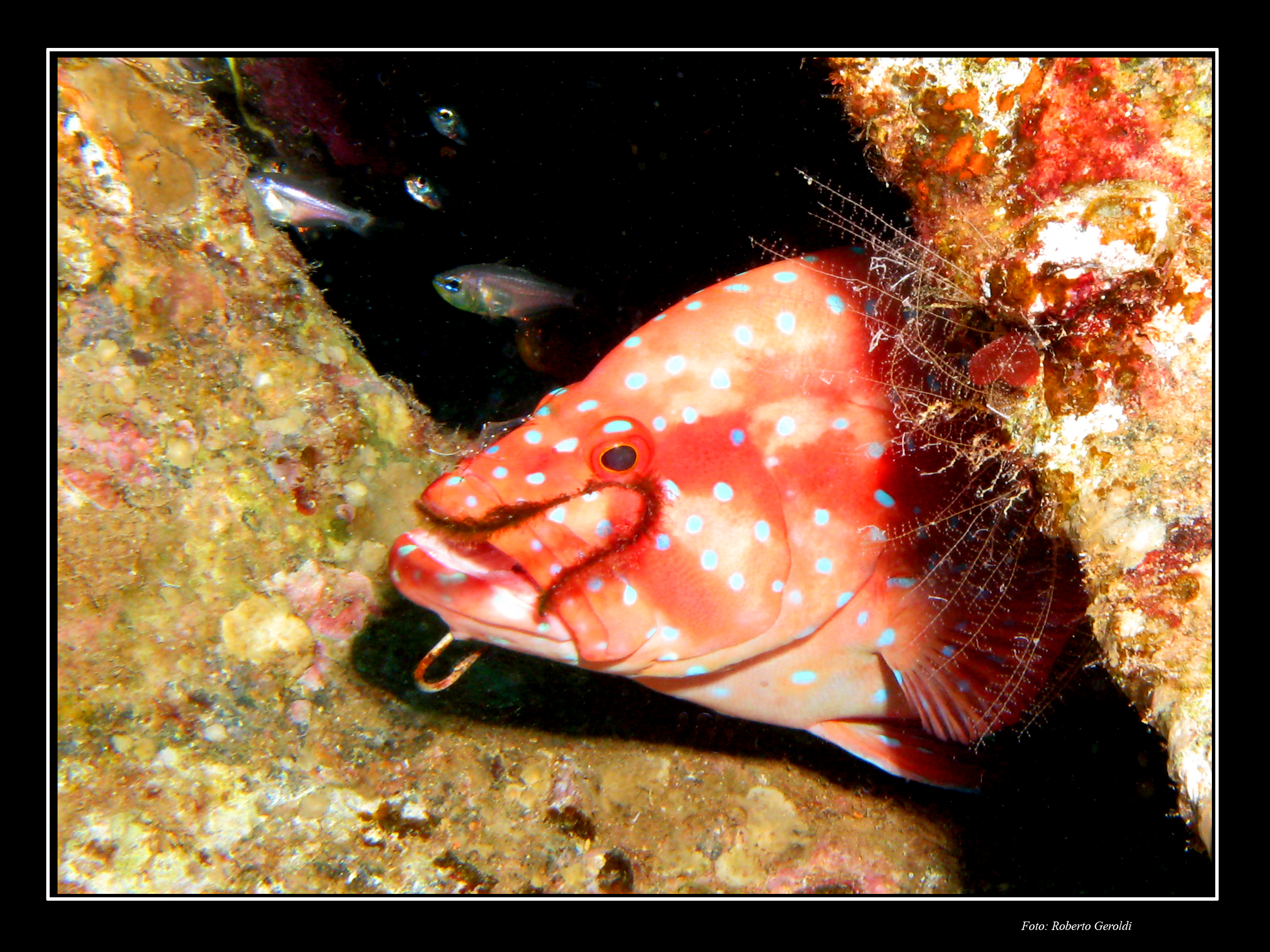 Grouper with piercing