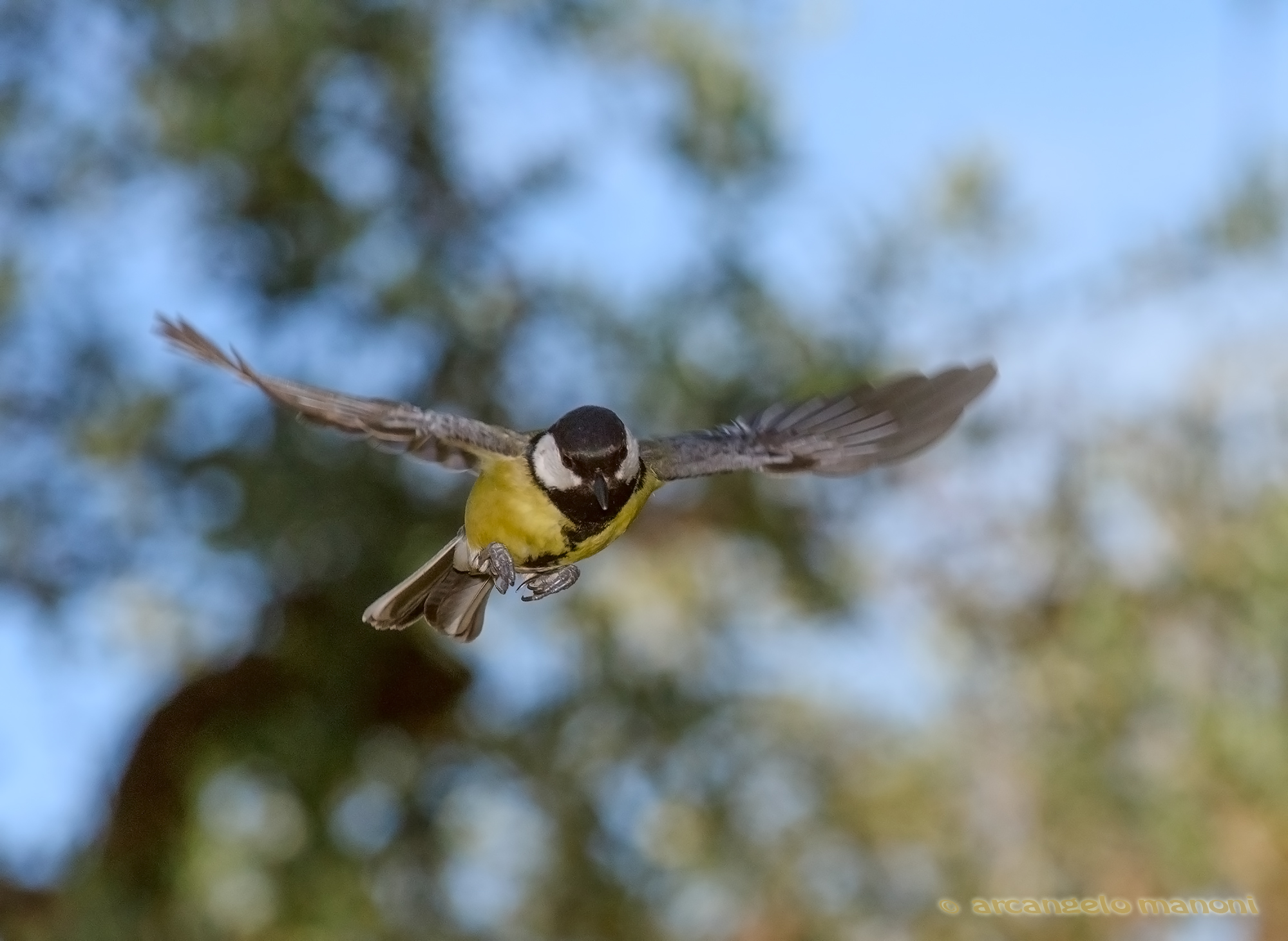 Il volo della cincia