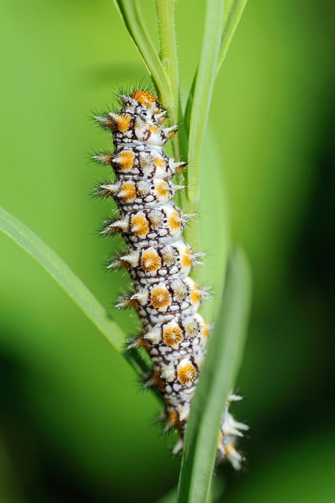 Caterpillat in the green
