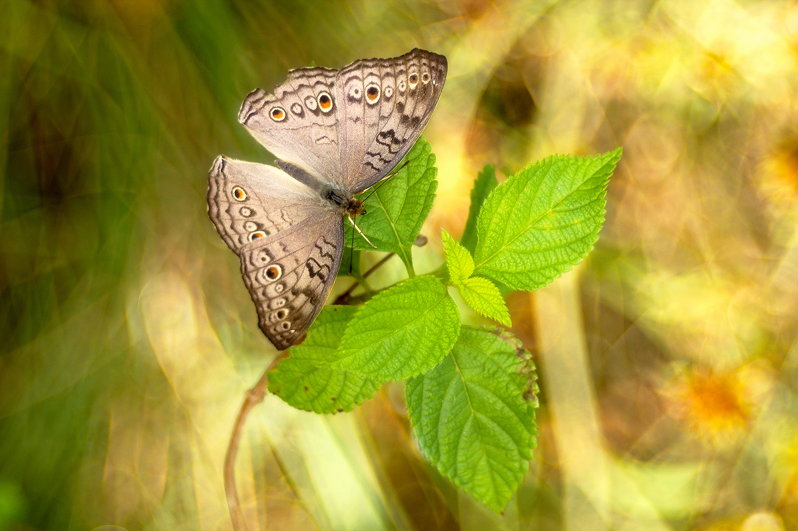 «Credo che tu abbia lasciato il tuo cuore c'&egrav...