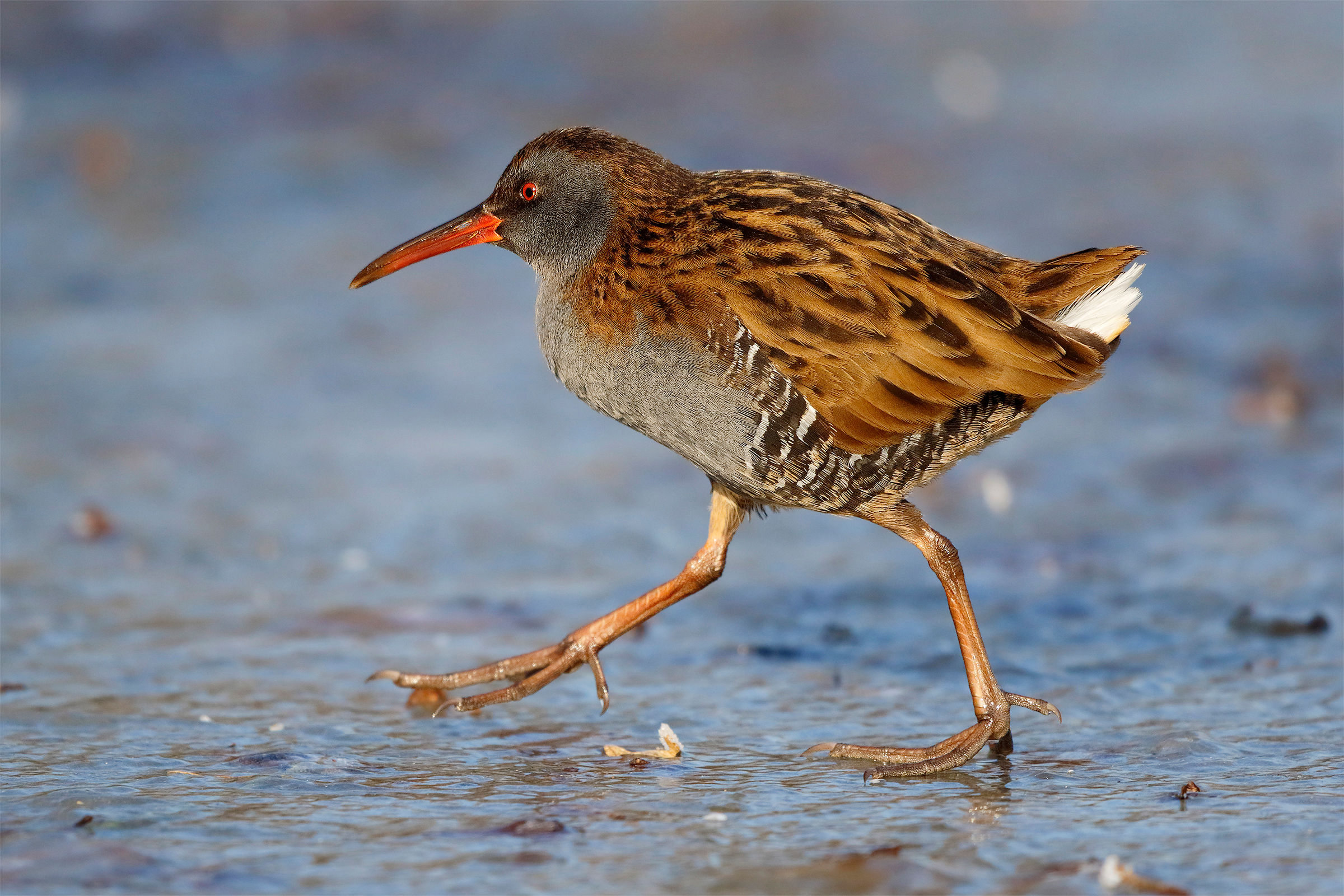 Water Rail