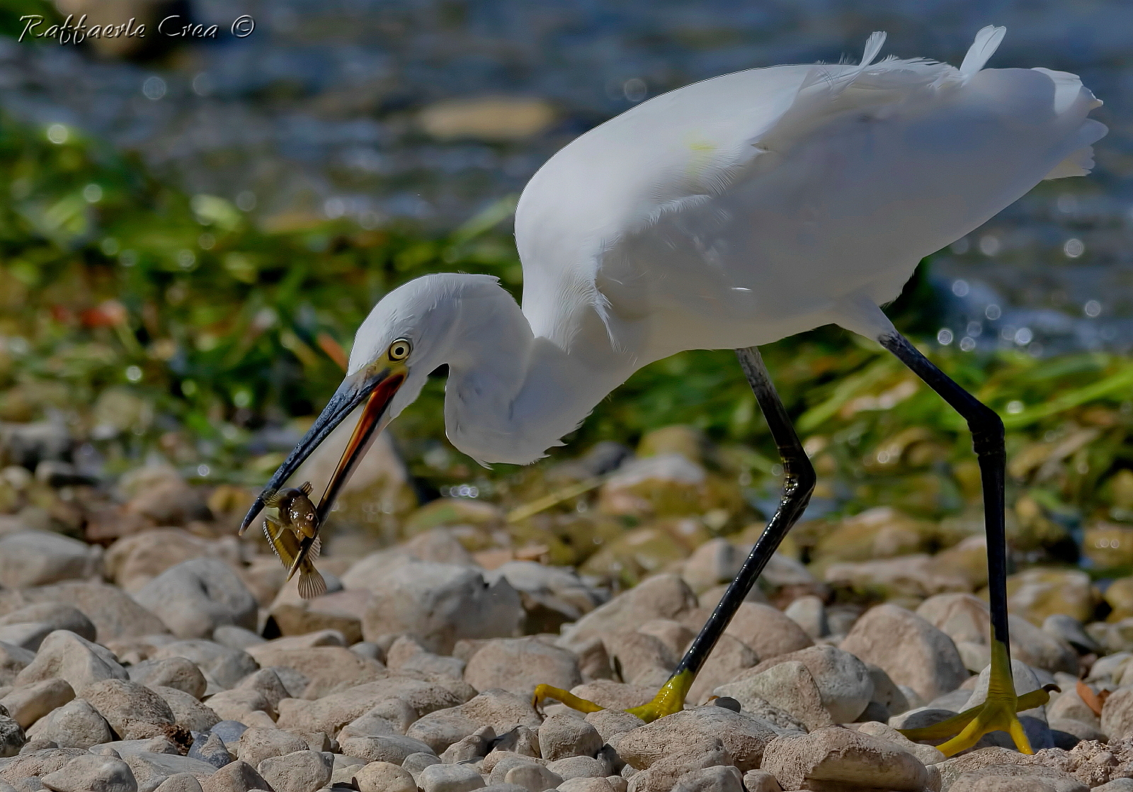 Garzetta con Bottatrice
