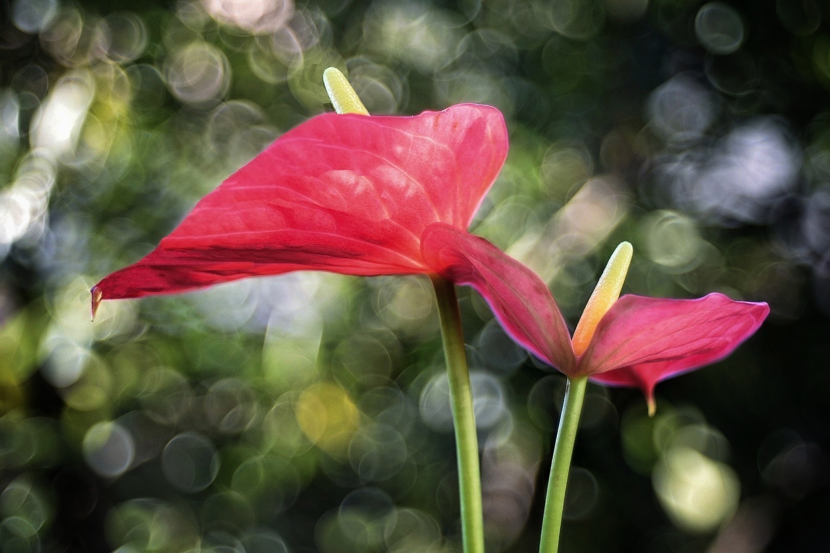 anthurium