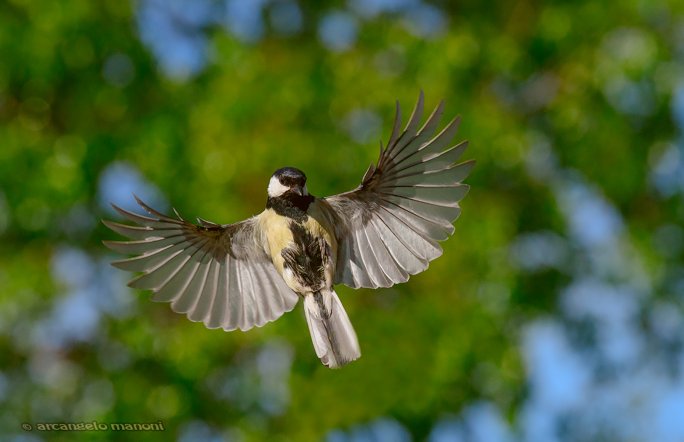 L'abbraccio della cincia