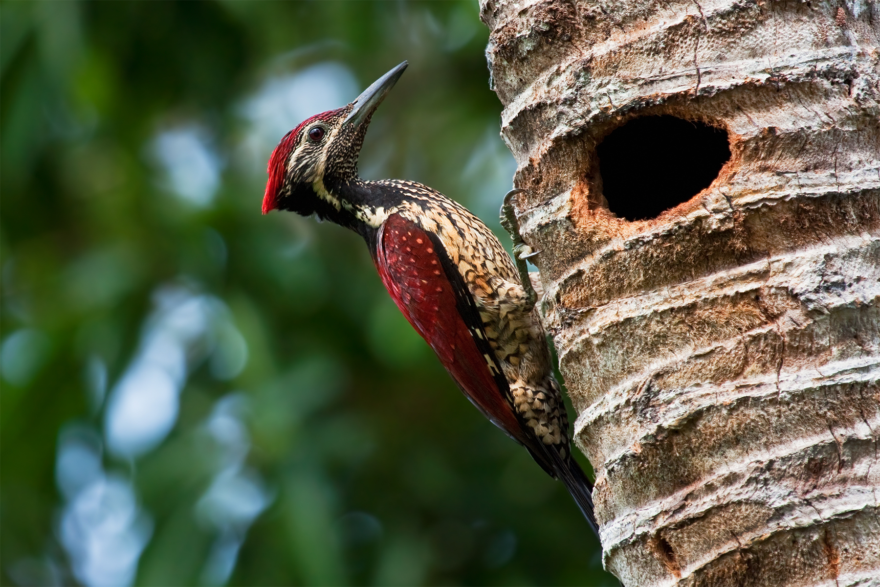 Dinopium psarodes (Lesser Sri Lanka Flameback)