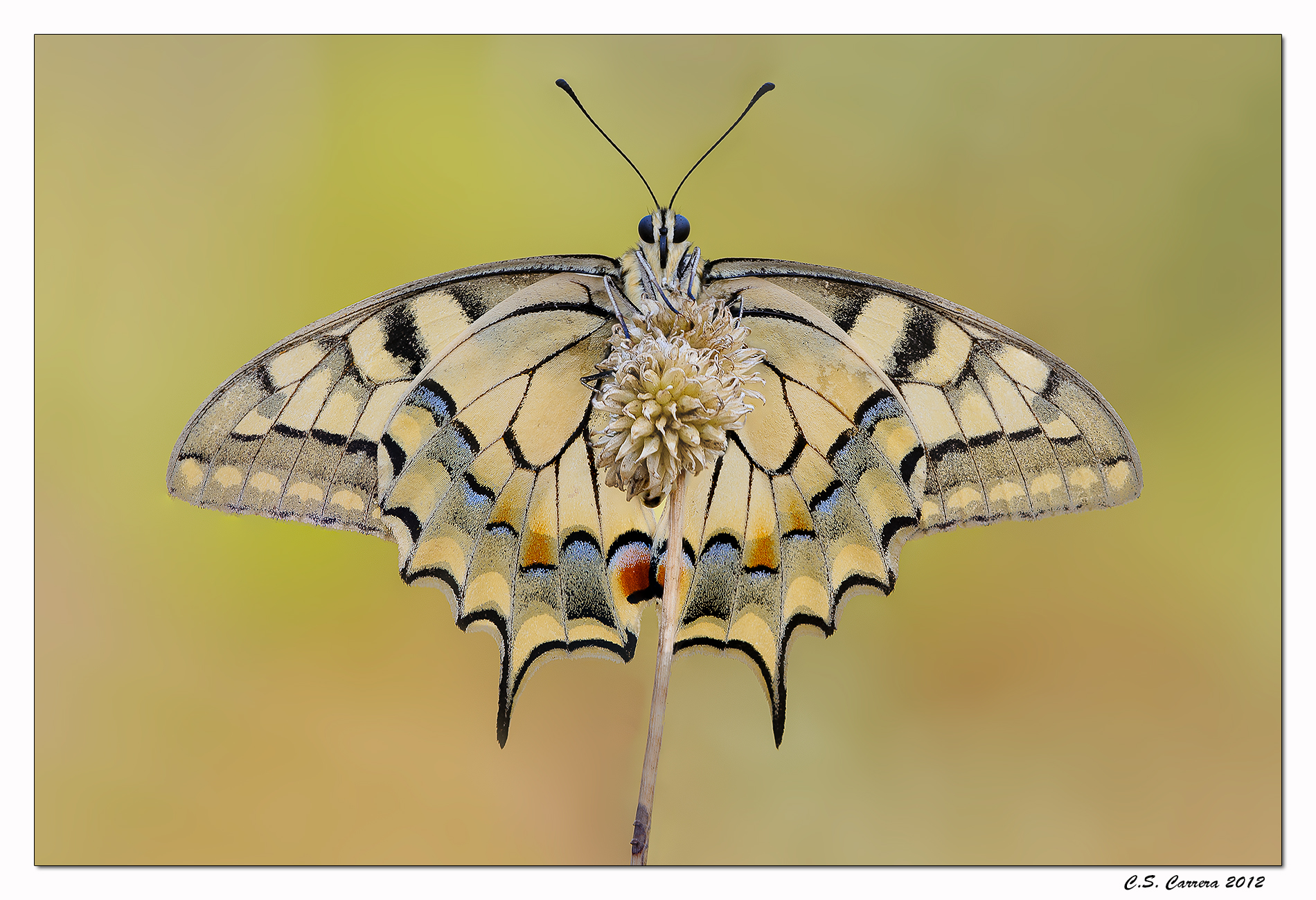 Portrait of Machaon