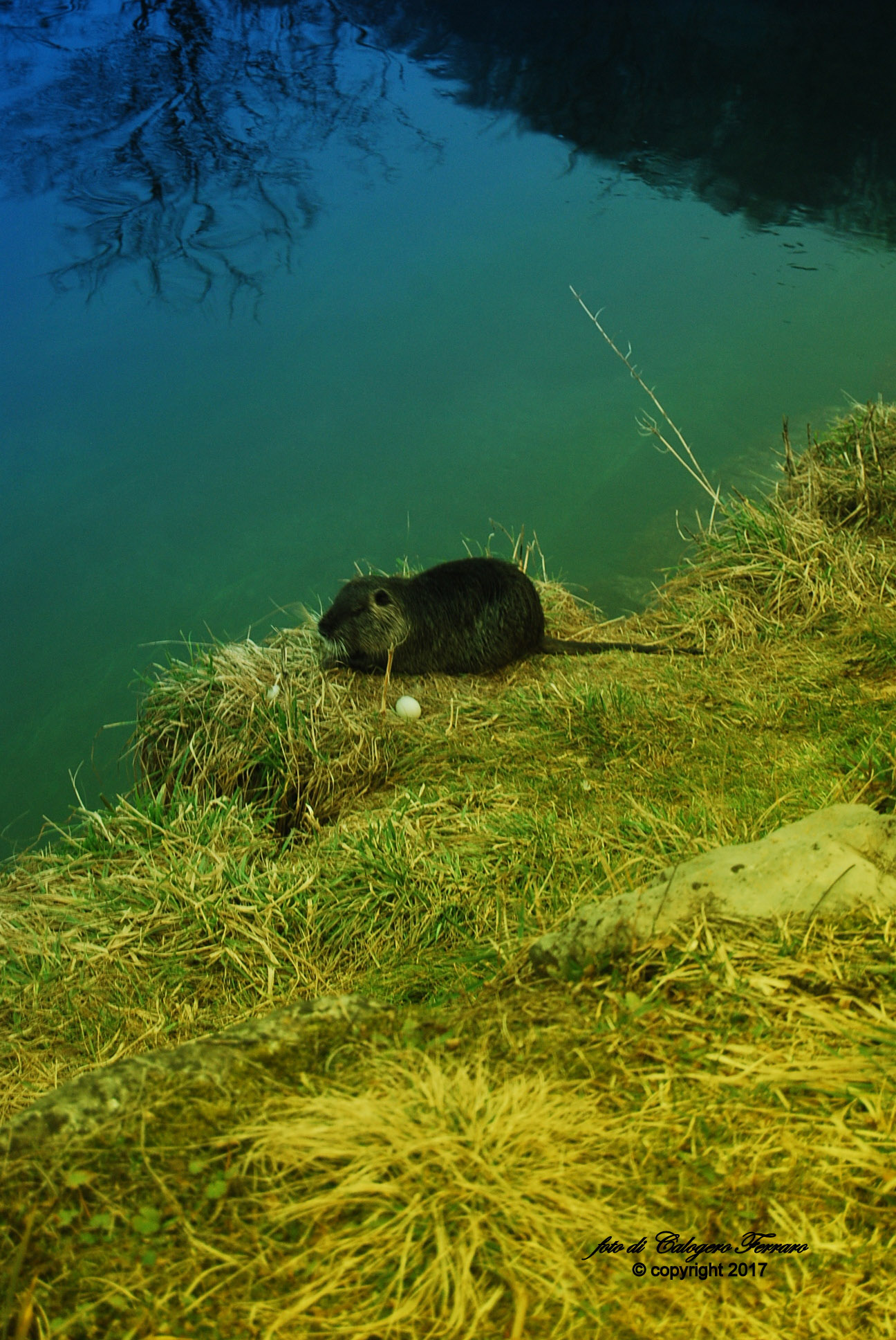 The nutria of Buschina