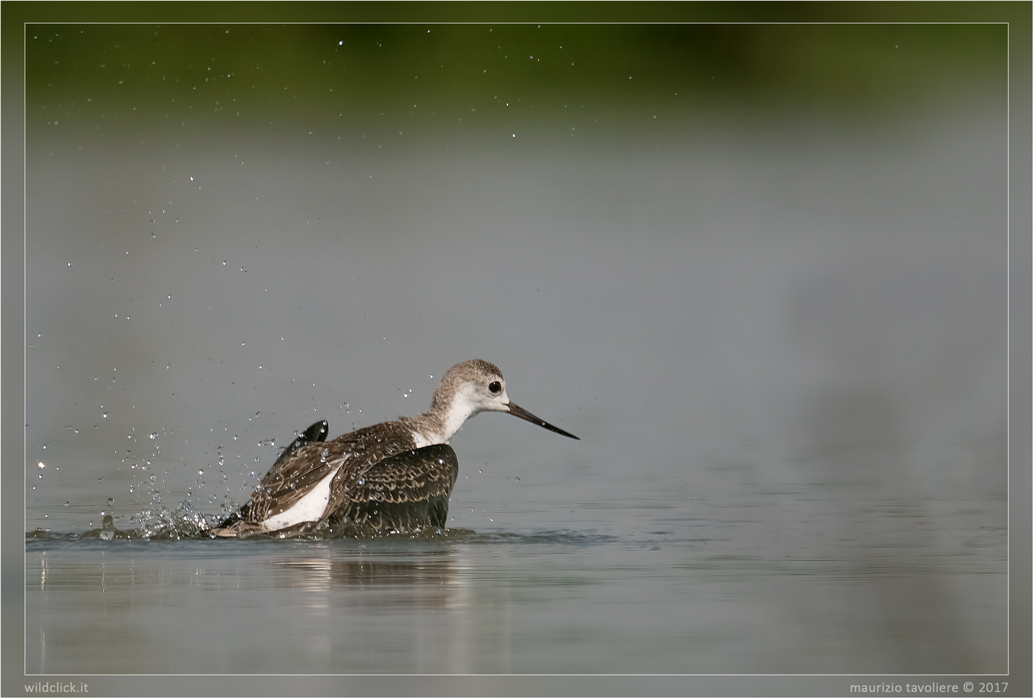 Cavaliere d'Italia (Estate '16)
