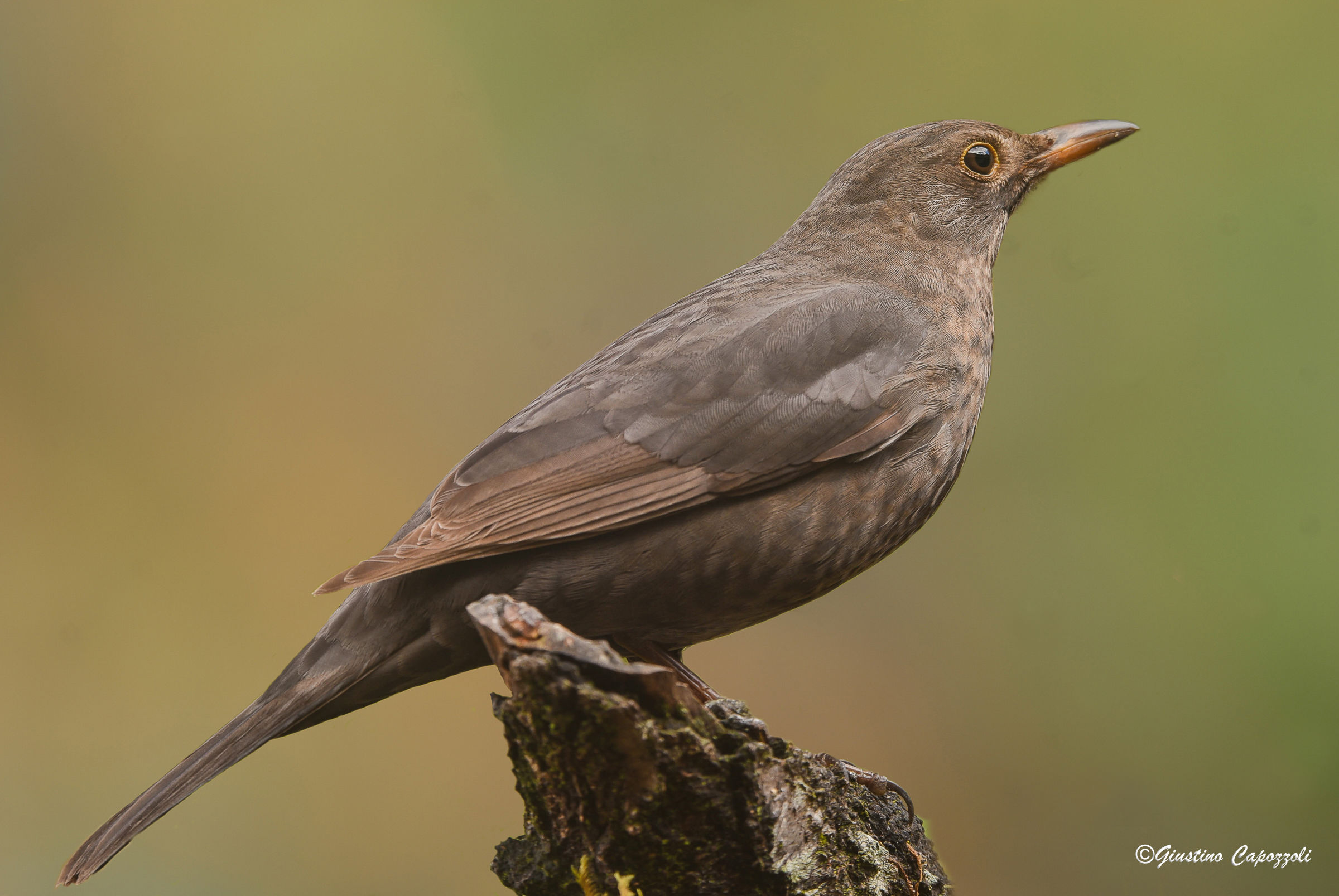 female blackbird