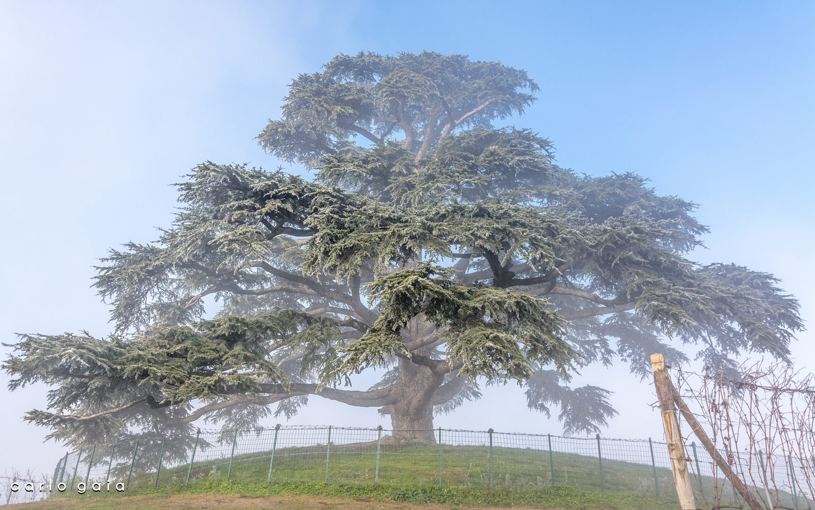 Foggy Lebanon Cedar