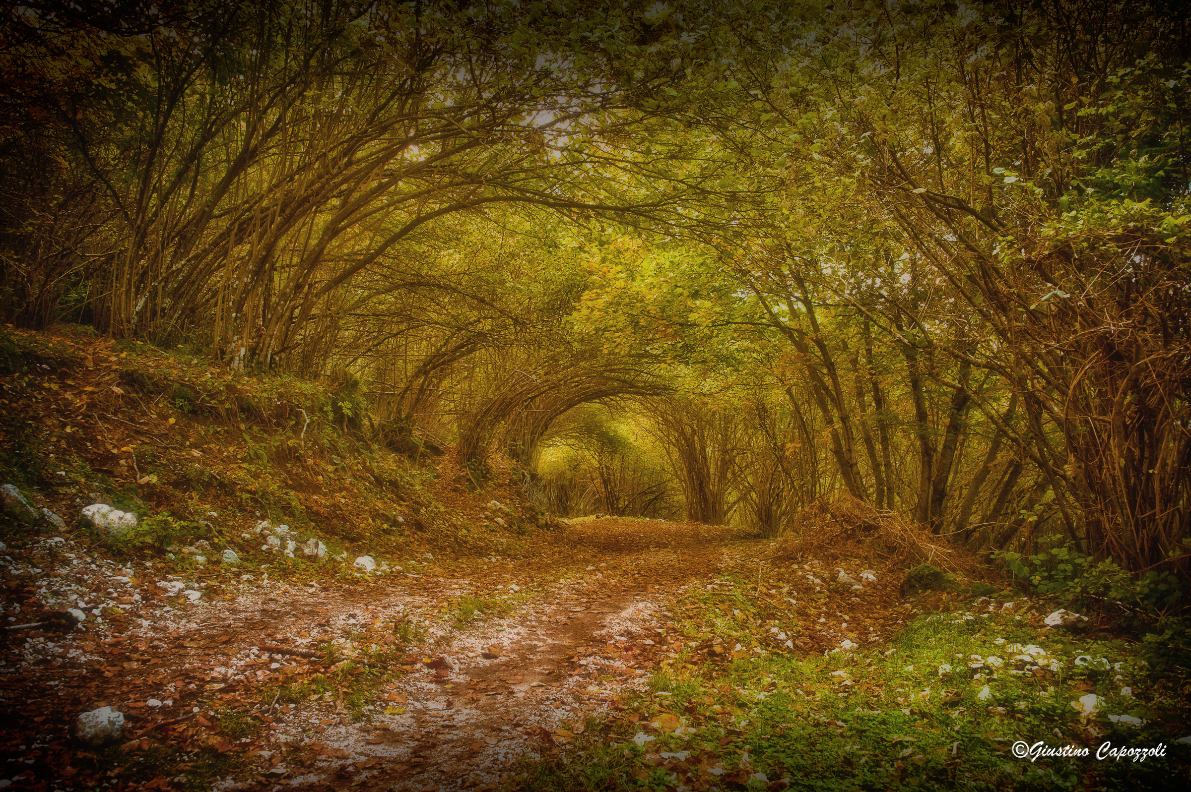 arborea gallery Mount Motola