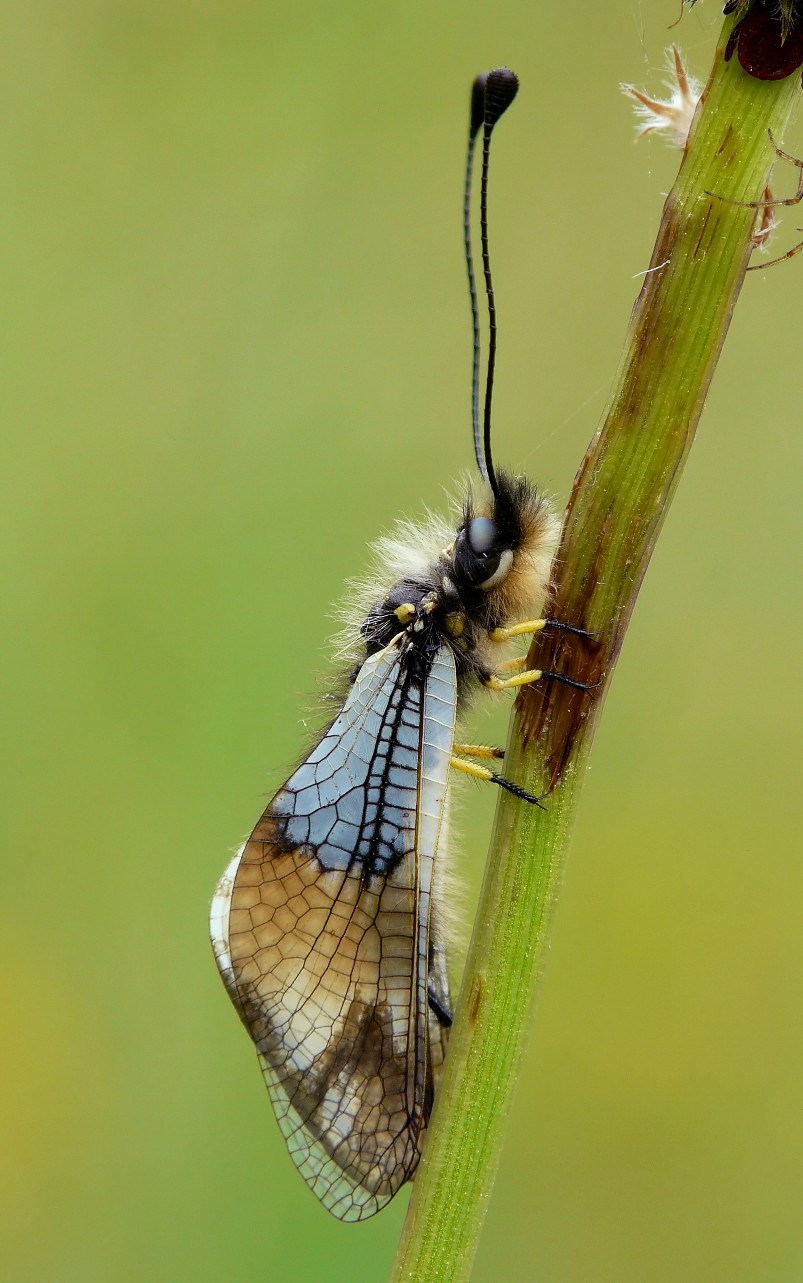 Libelloides coccajus.