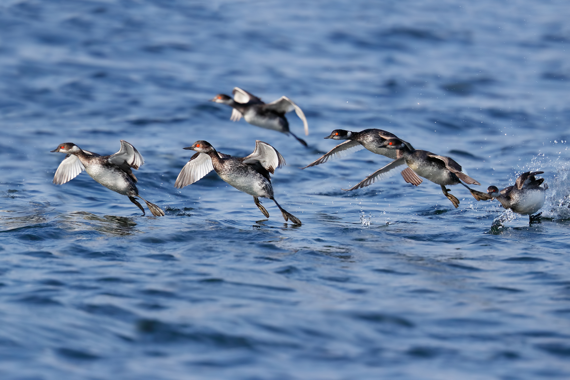 Grebes fewest moving