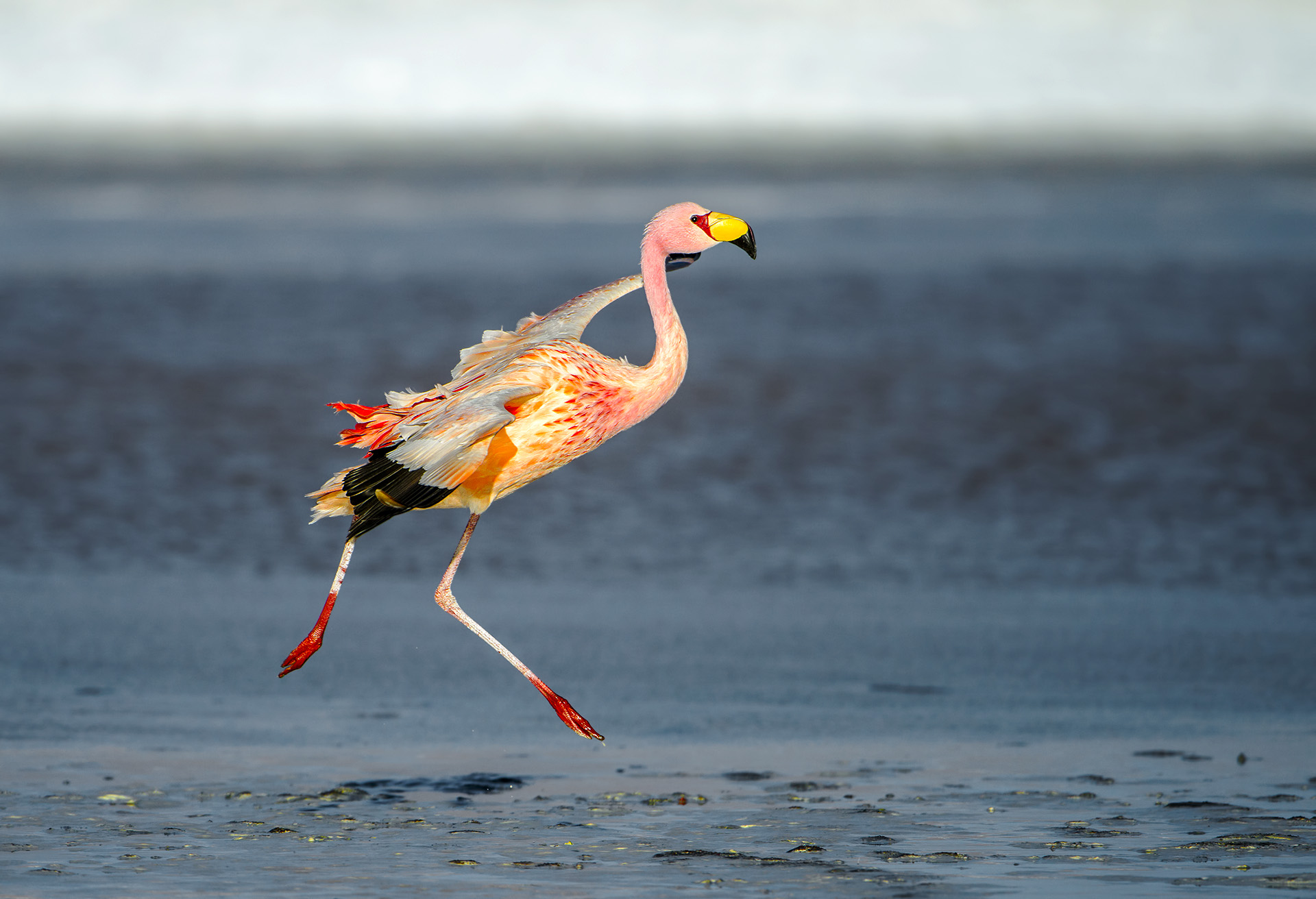 Fenicottero di James - Phoenicoparrus Jamesi