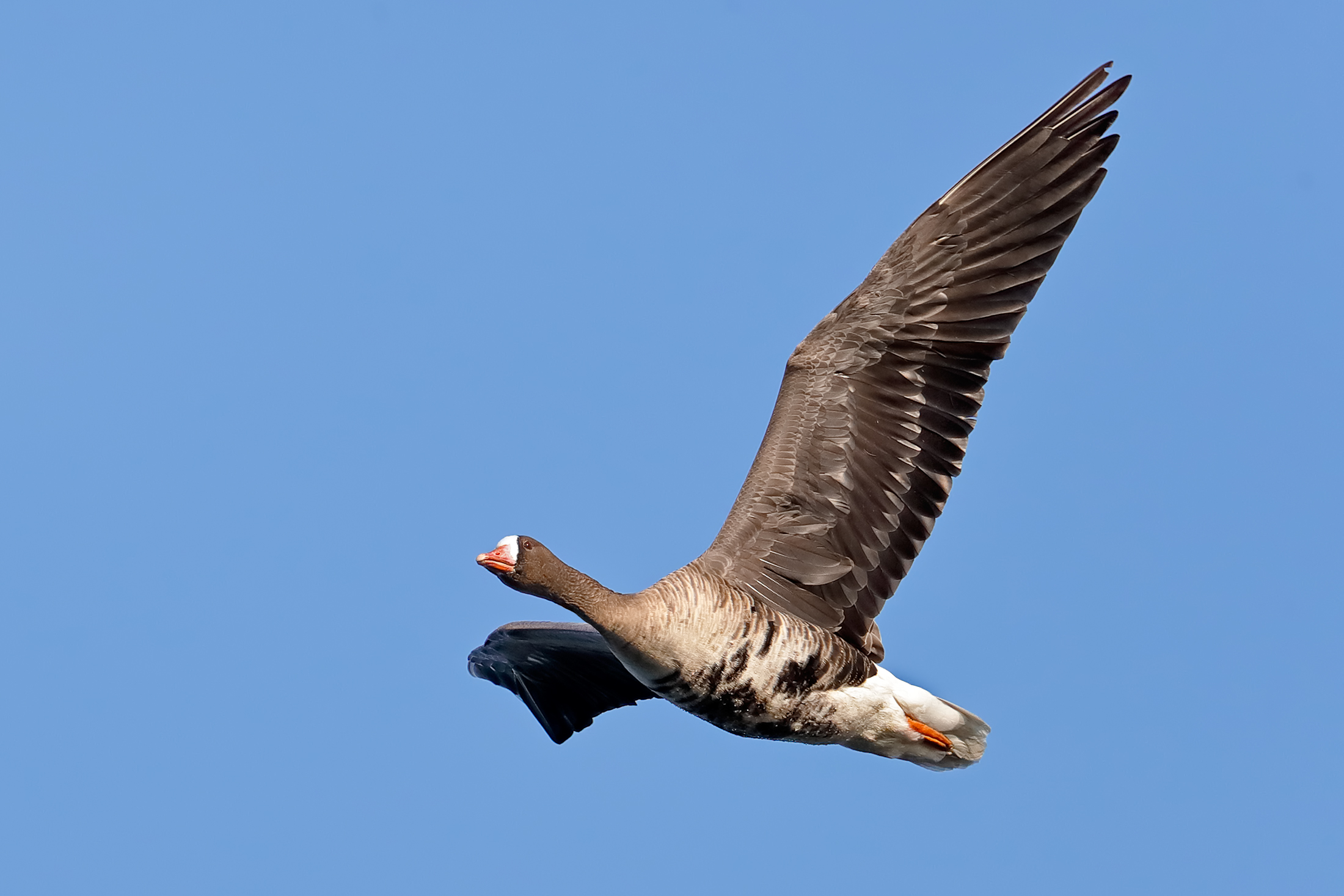 White-fronted goose