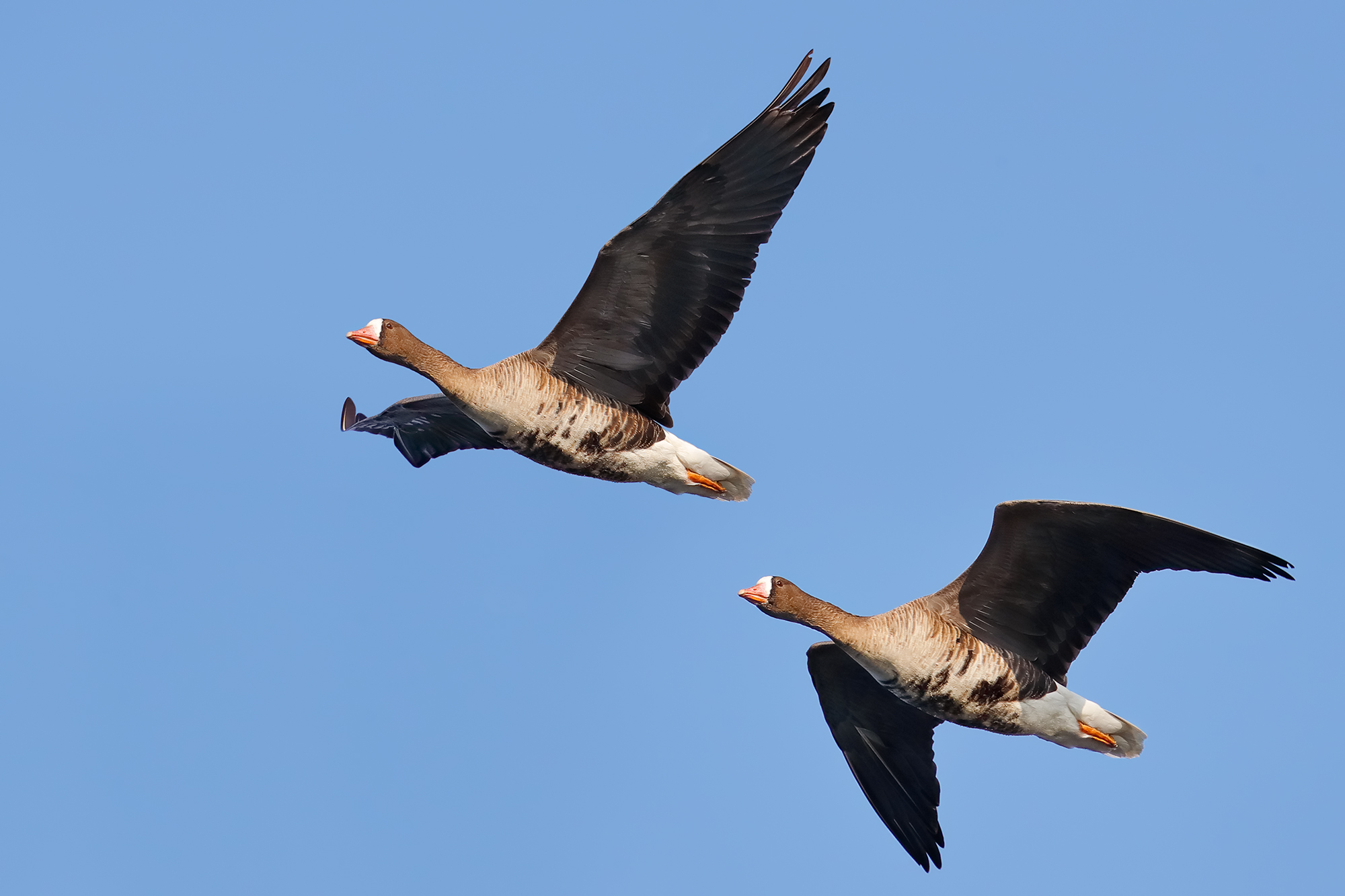 Fronted geese in flight